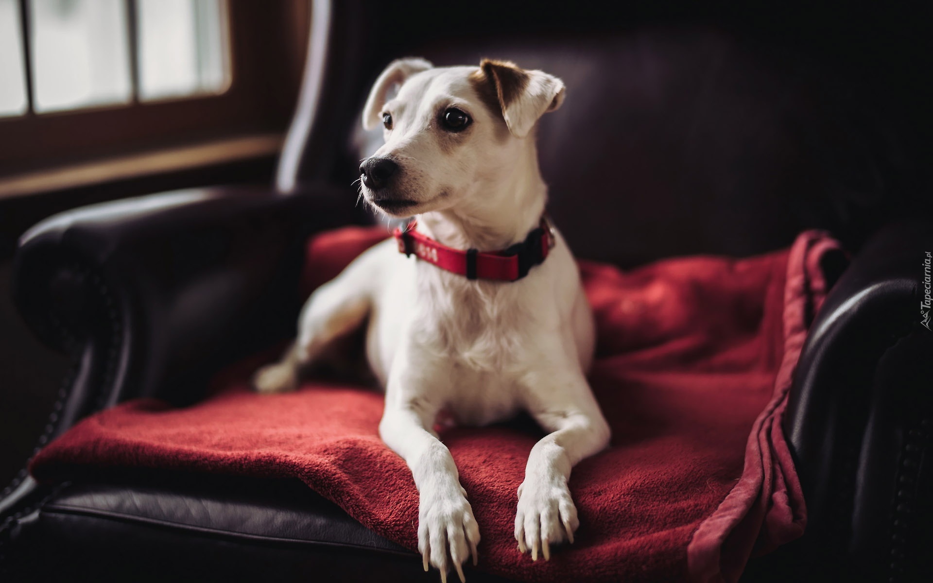 Jack Russell Terrier, Pies, Fotel, Czerwona, Poduszka