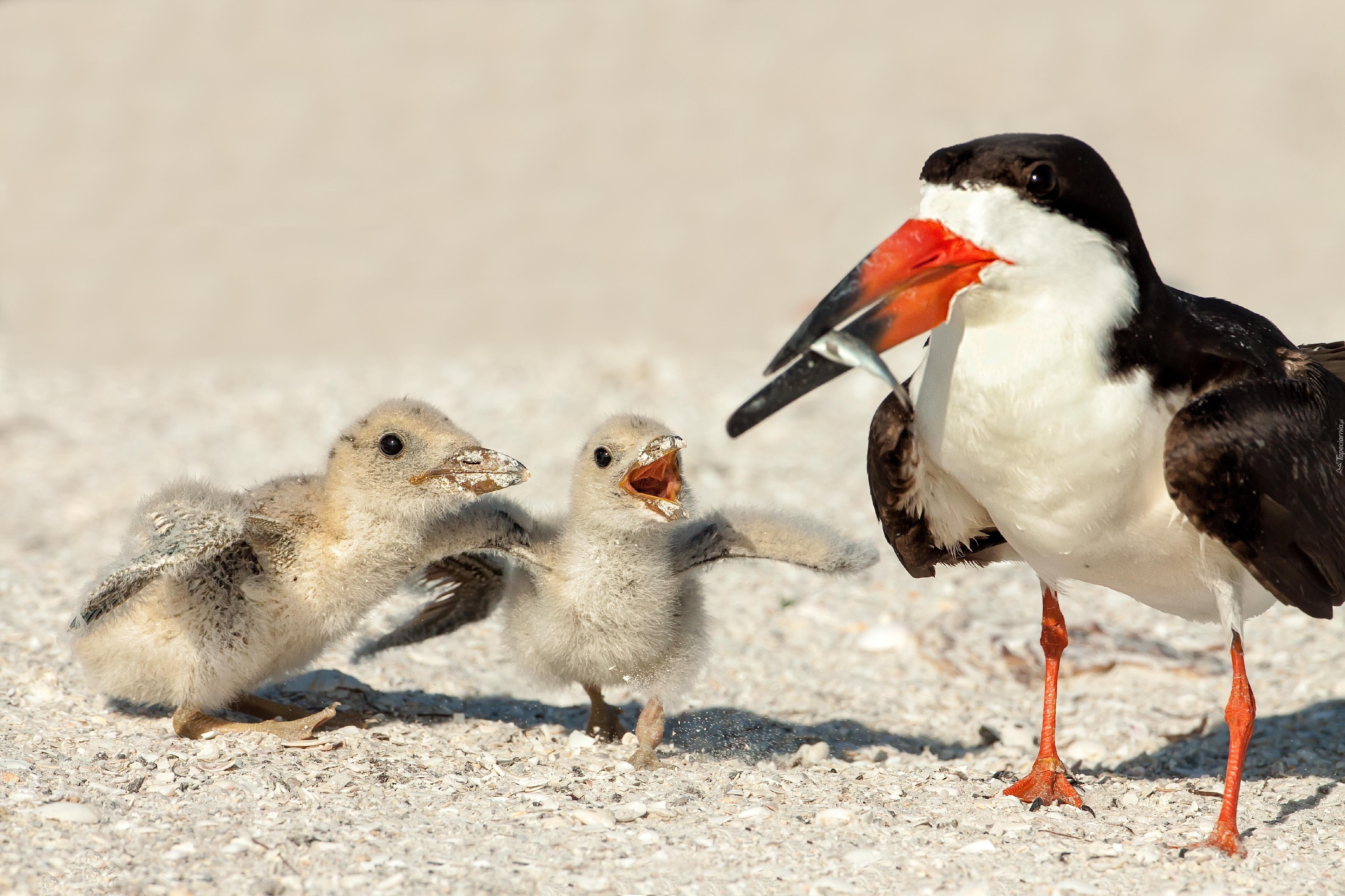 They like birds. Семейка птичек. Водорез птица. Рептилии и птицы. Птицы водорезы их корм.