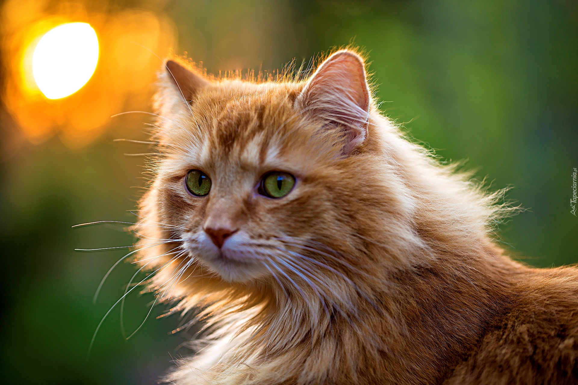 rudy kot norweski lesny zielone oczy
