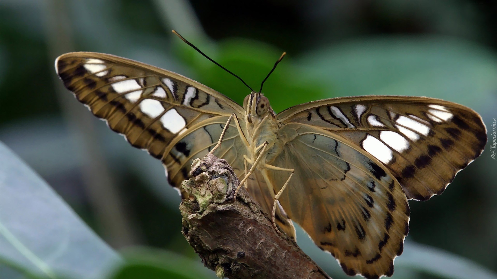 Motyl, Motylek