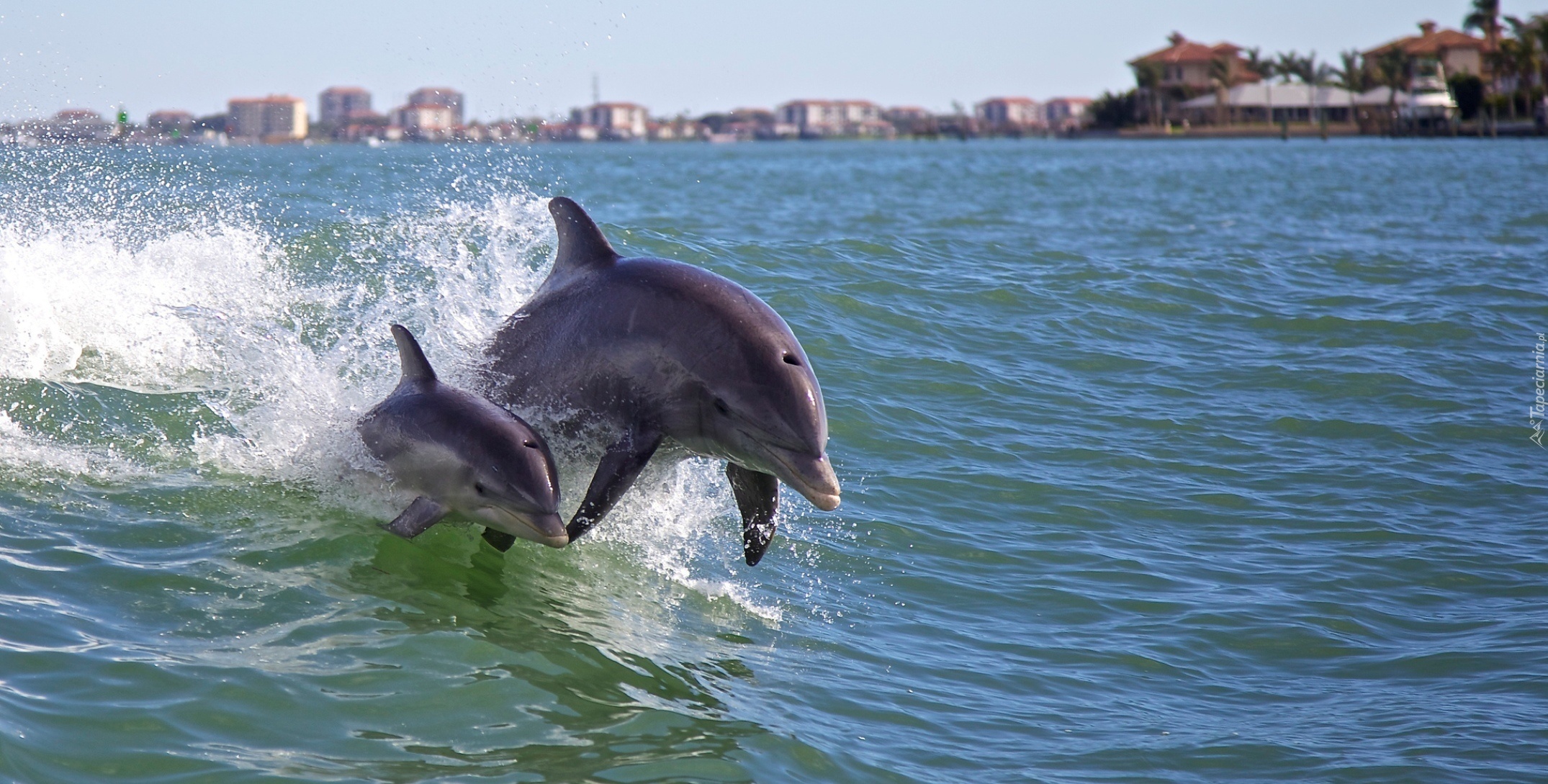 Morze, Delfiny