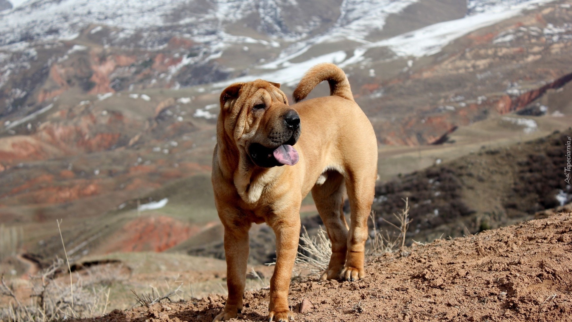 Shar Pei