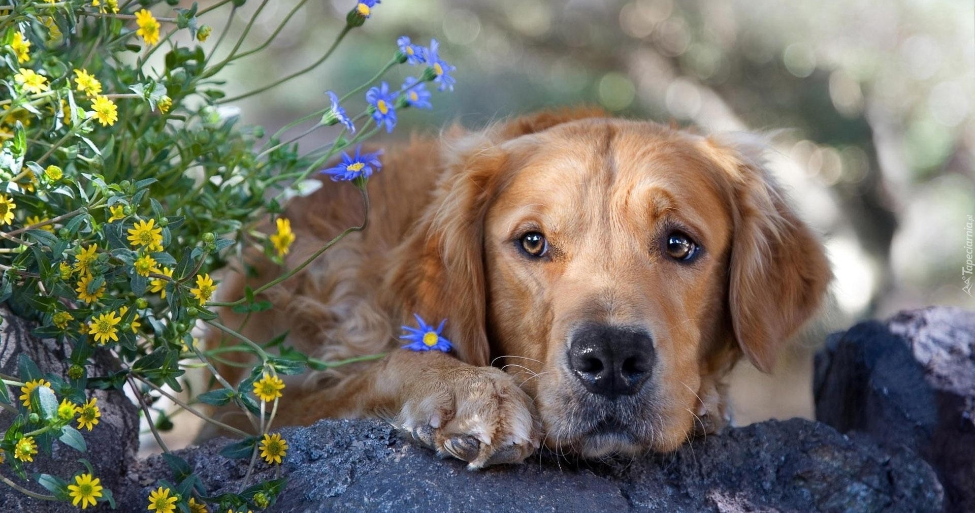 Golden Retriever, Kwiatki