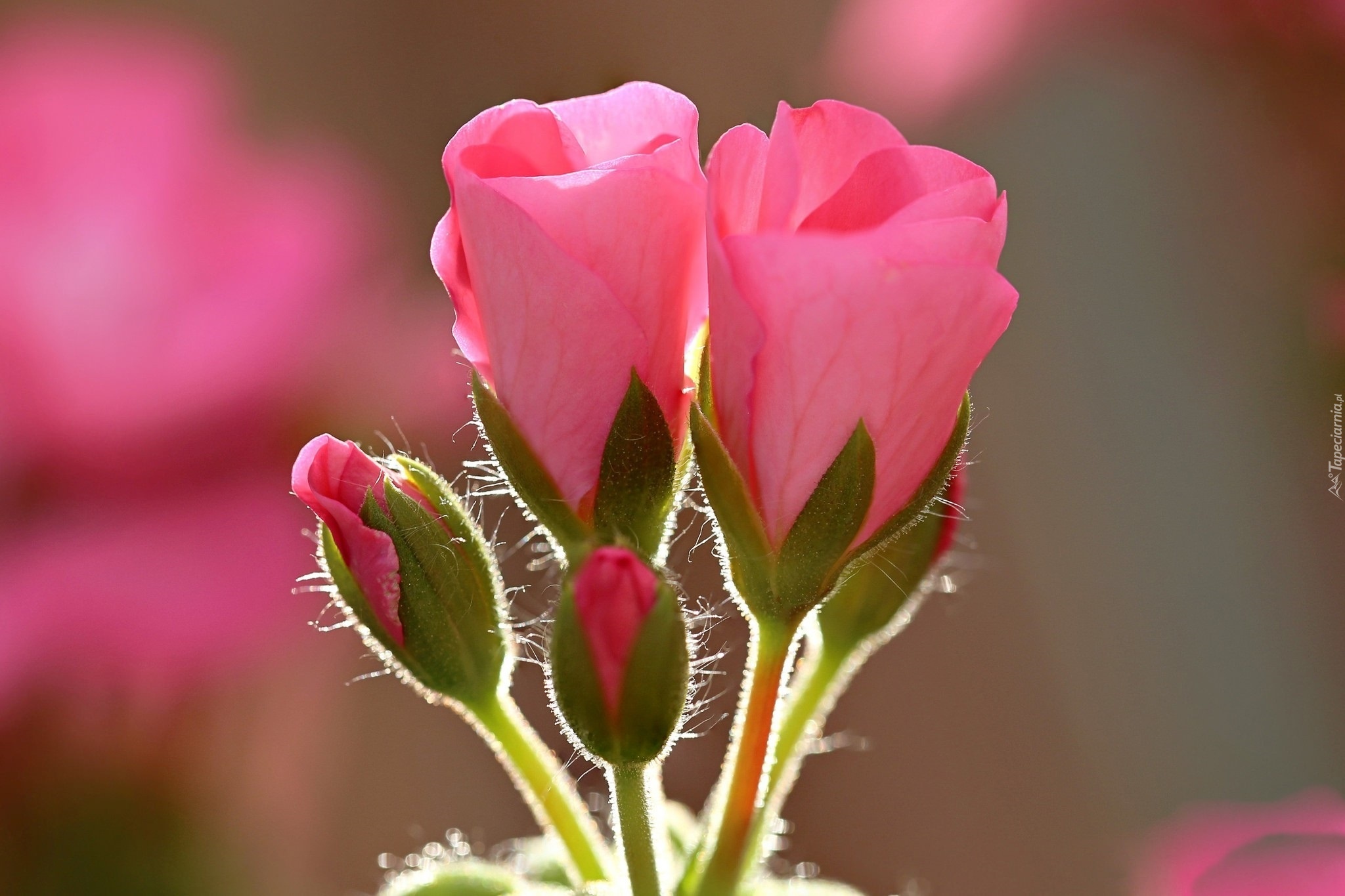 Rozowe, Geranium