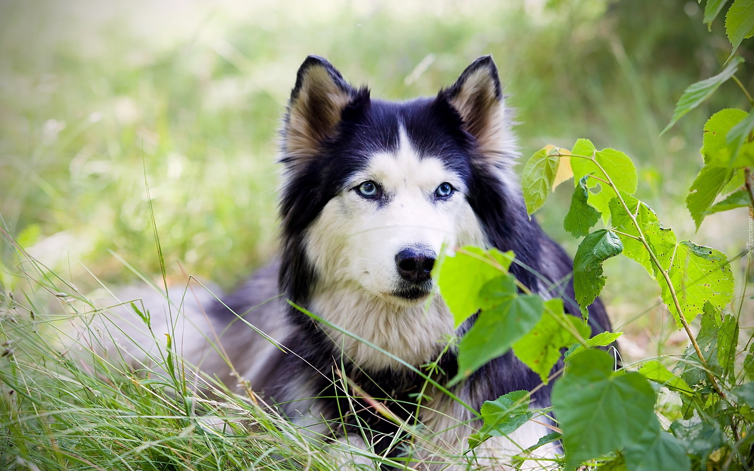 Alaskan malamute