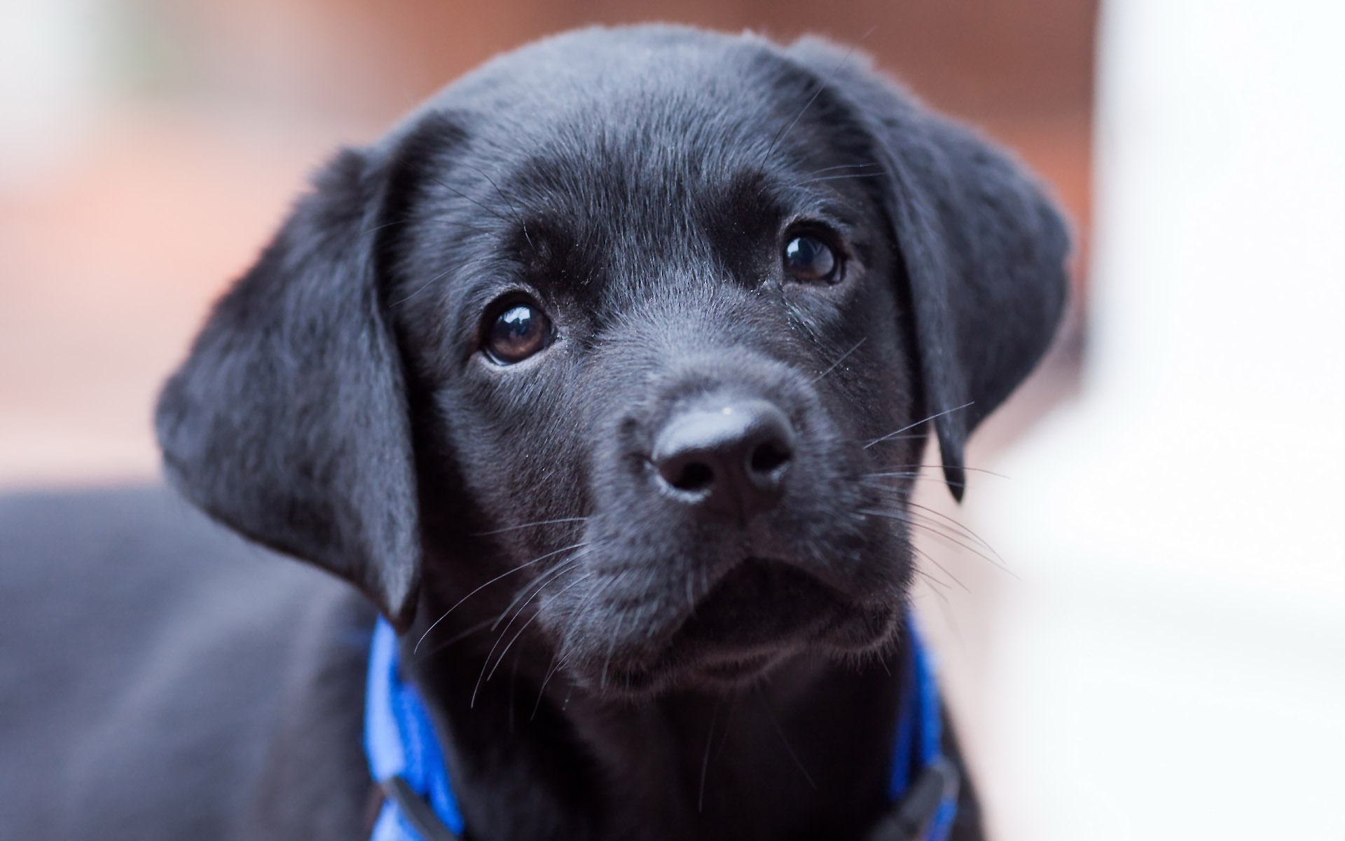 Labrador retriever, Czarny, Szczeniak