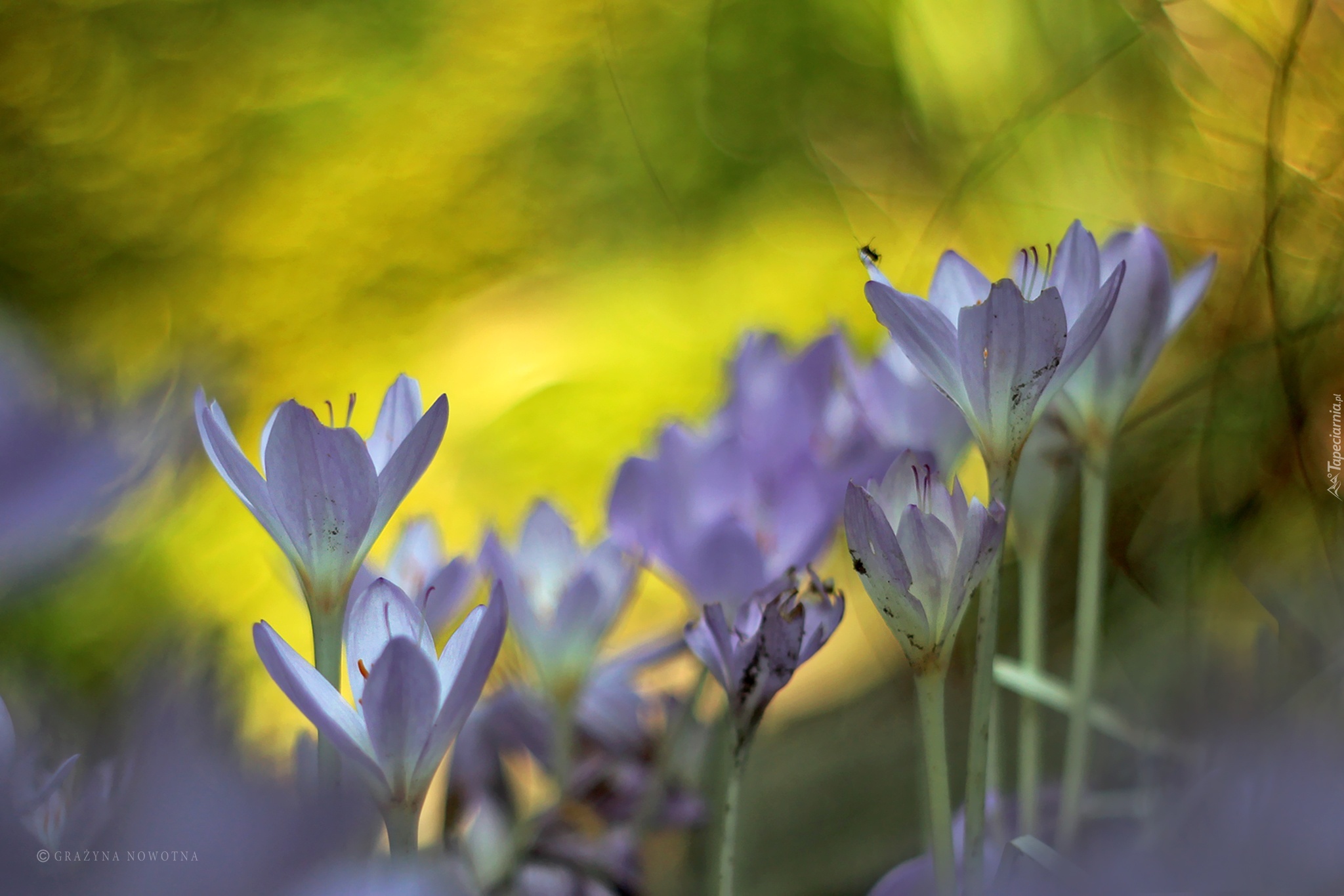 Liliowe, Krokusy, Kwiaty