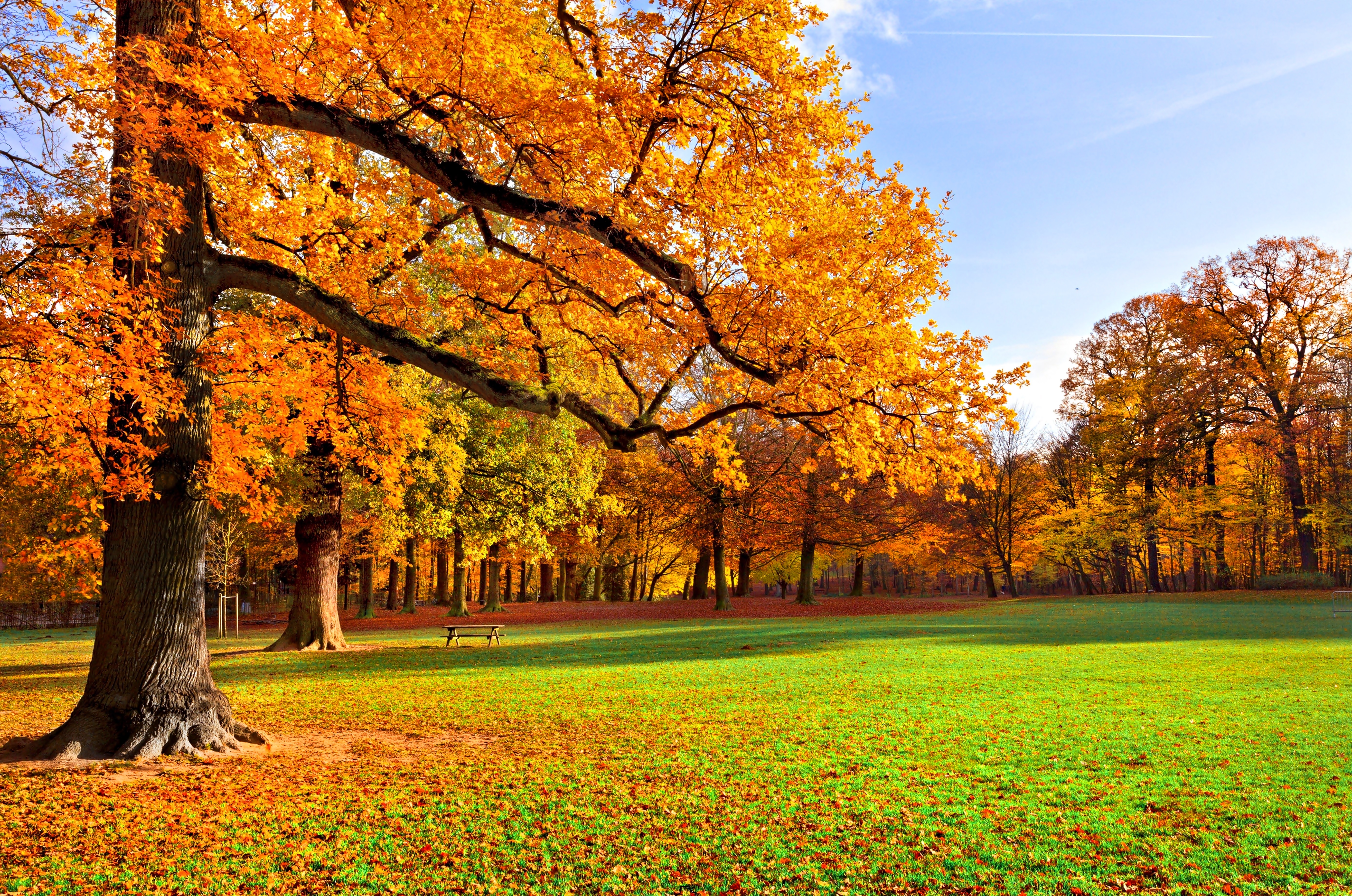 Park, Drzewa, Łąka