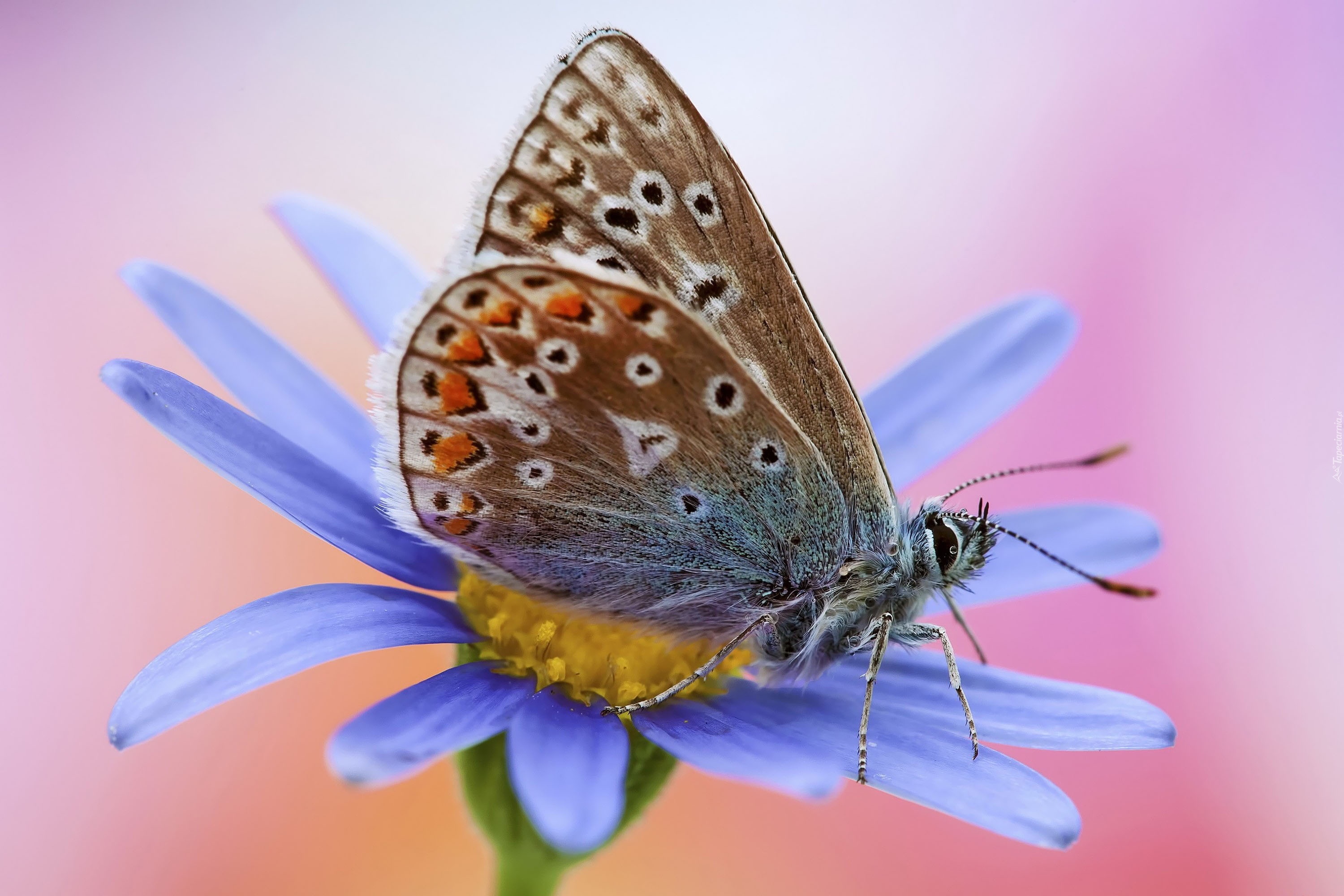 Motyl, Modraszek, Kwiat