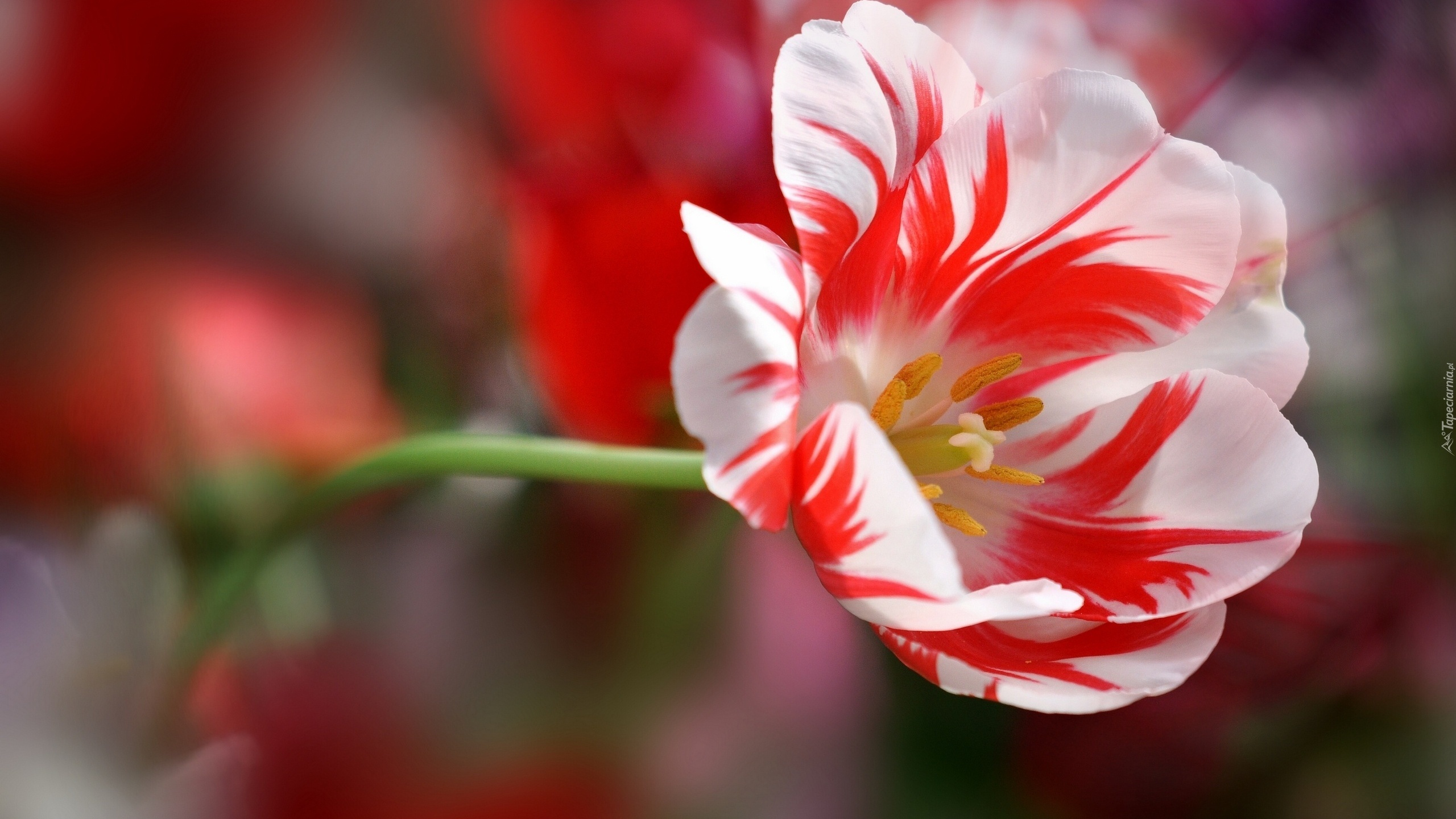 Biało, Czerwony, Tulipan