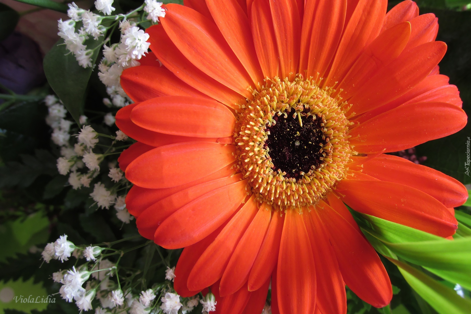 Gerbera, Gęsiówka