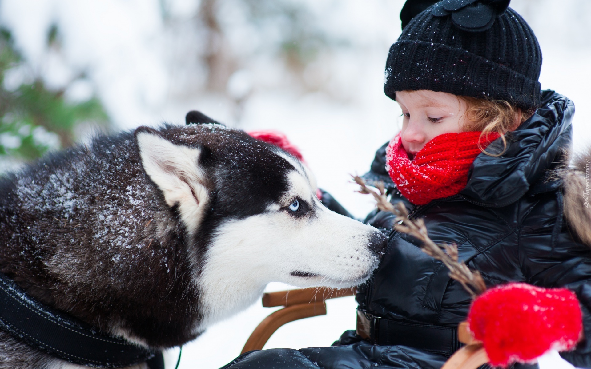 Dziecko, Zima, Gałązka, Pies,  Siberian Husky