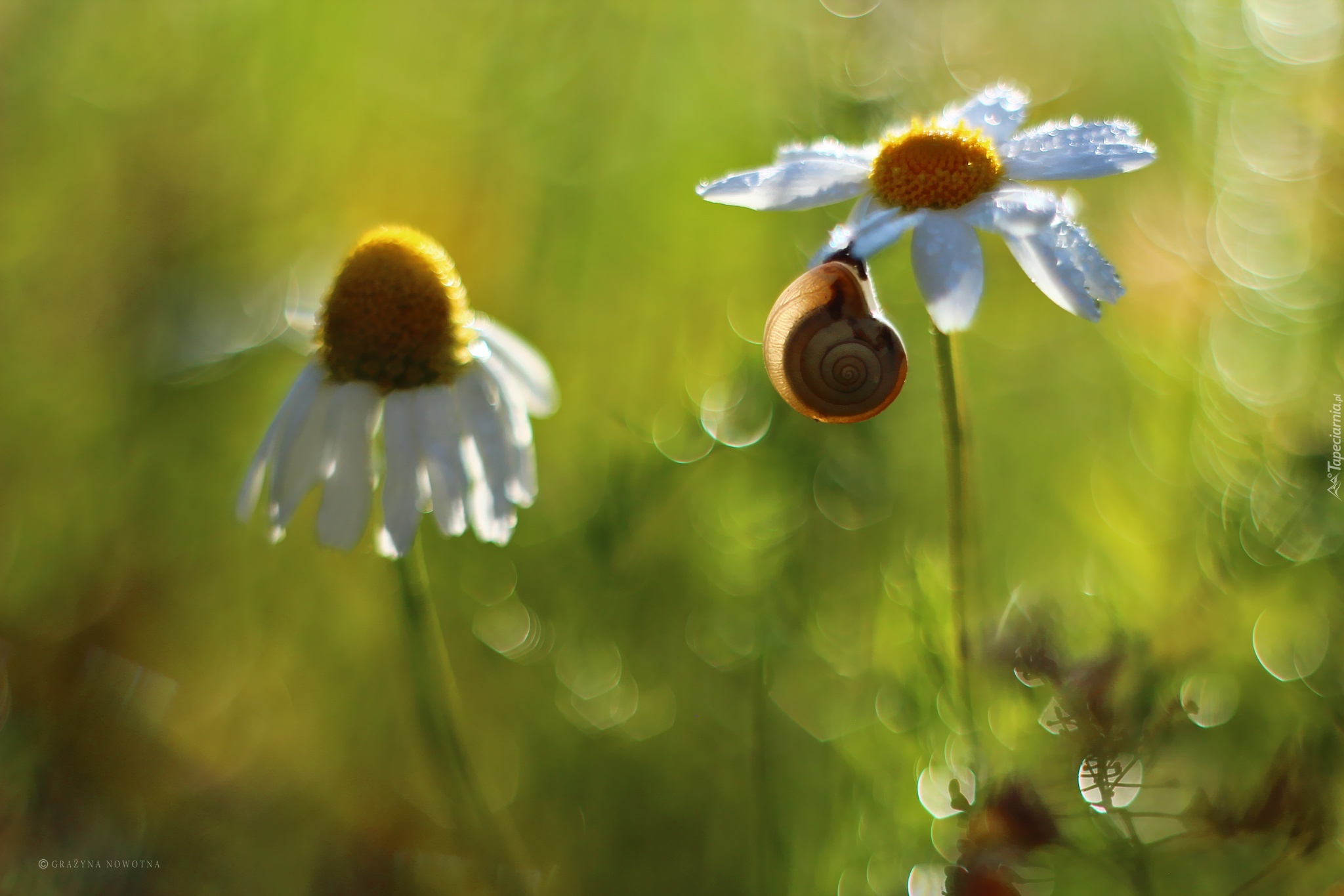 Ślimak, Margerytka, Bokeh