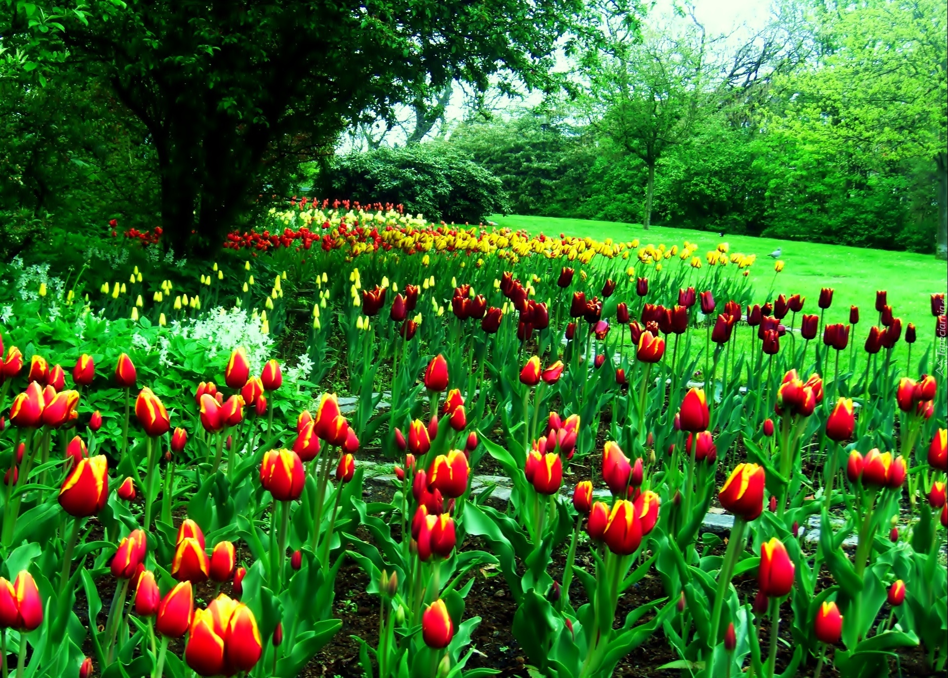 Tulipany, Drzewa