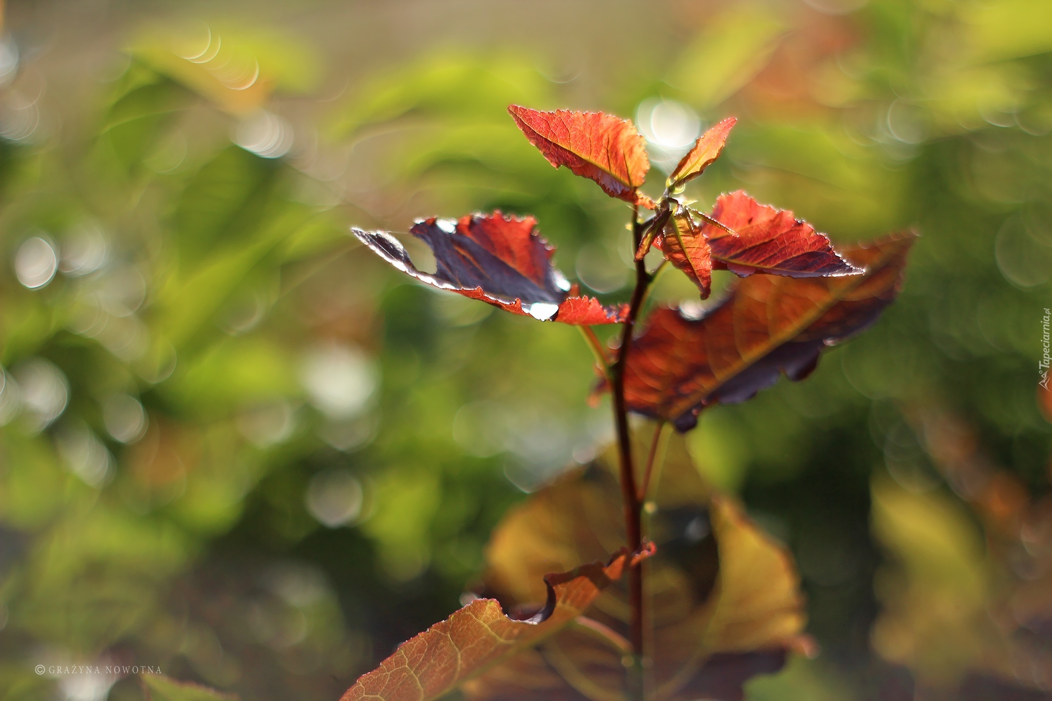 Liście, Kolorowe, Bokeh