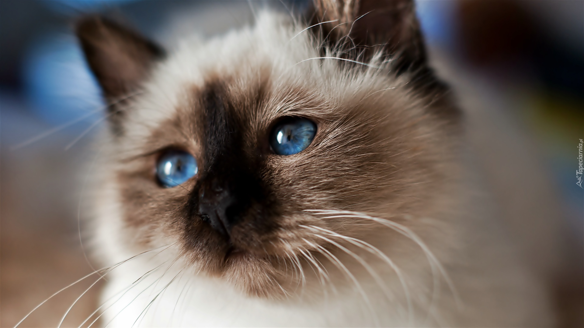 Kot, Syjamski, Niebieskie, Oczy