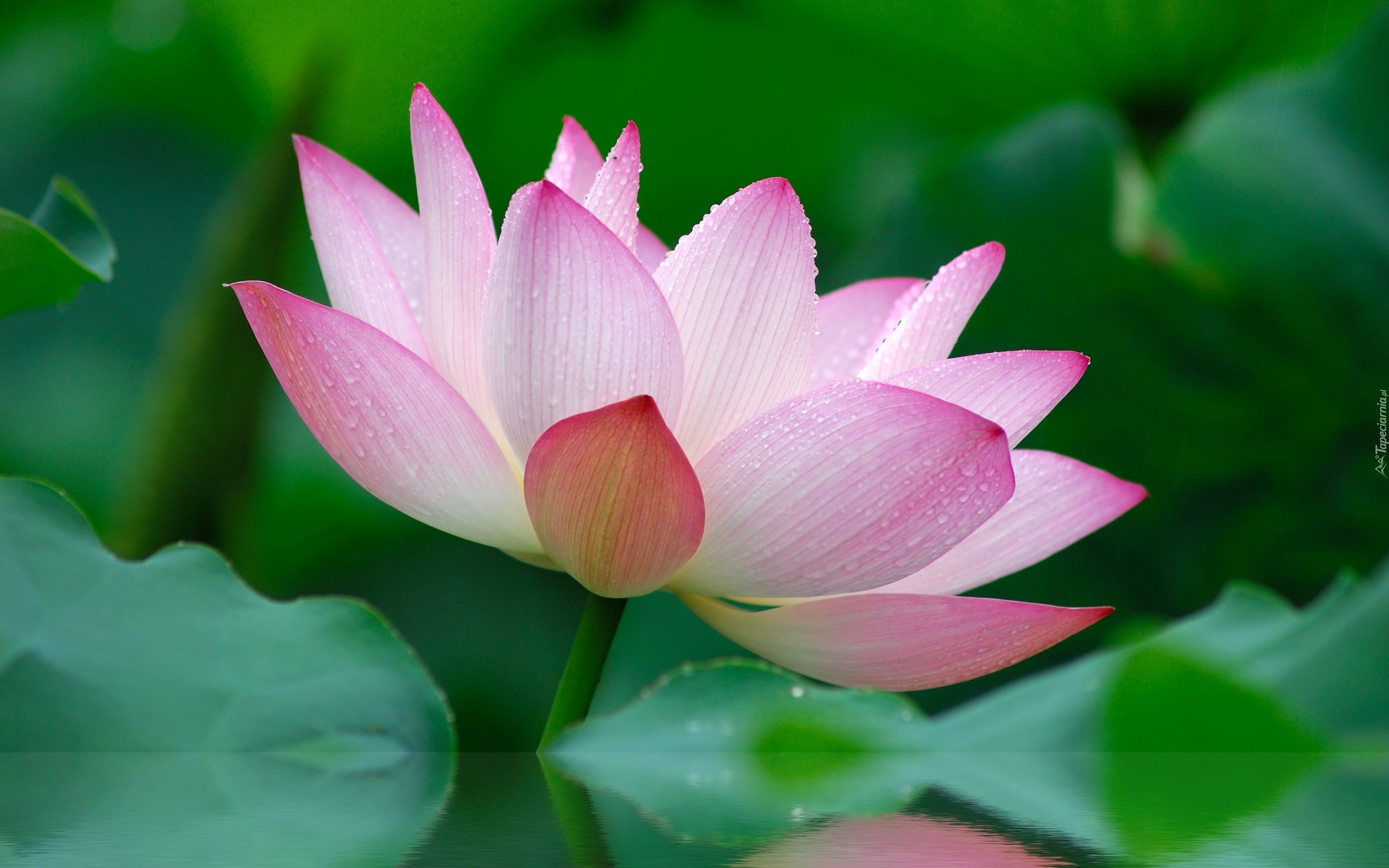  Kwiat Lotosu