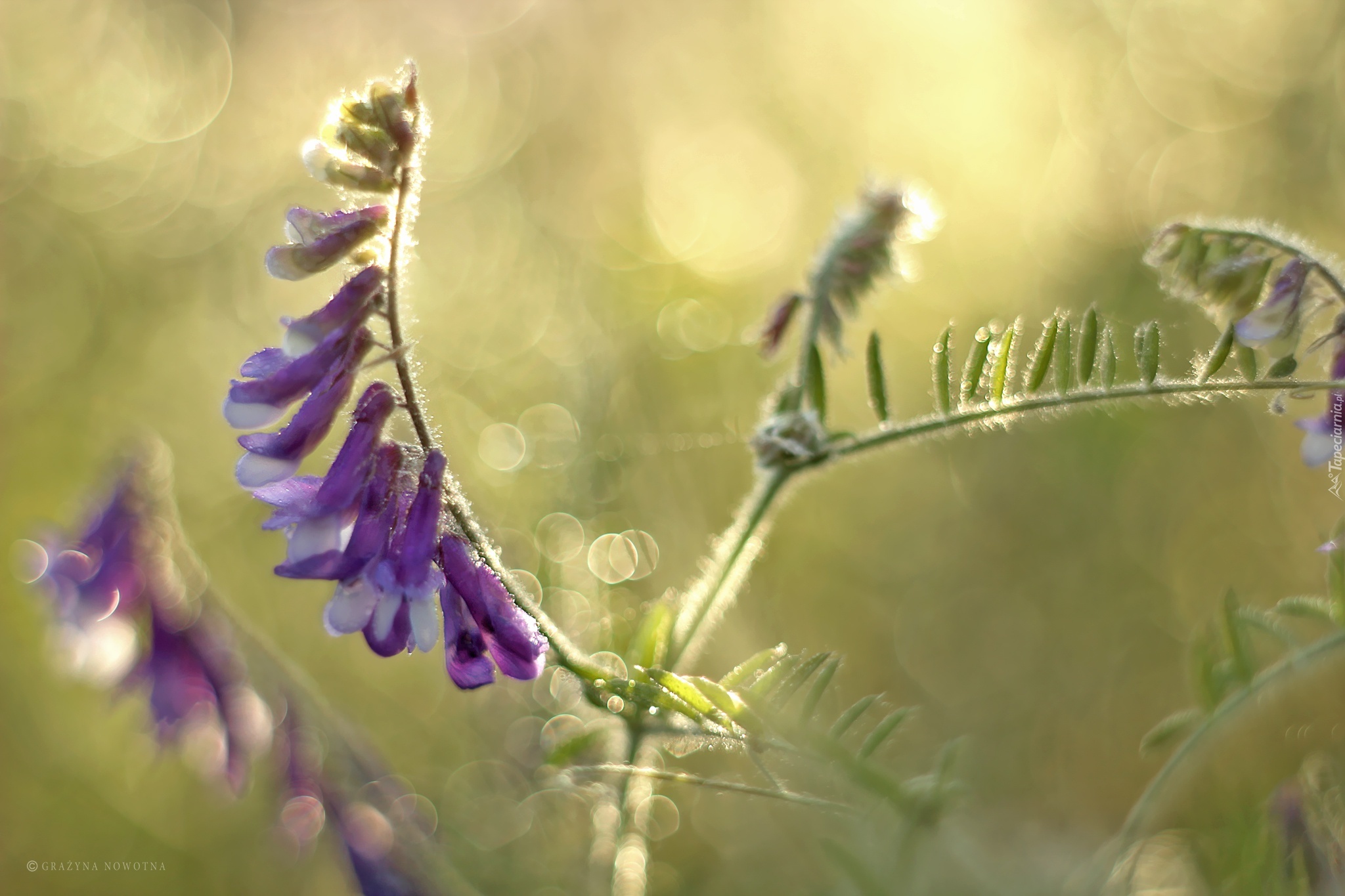 Rośliny, Łąkowe, Bokeh