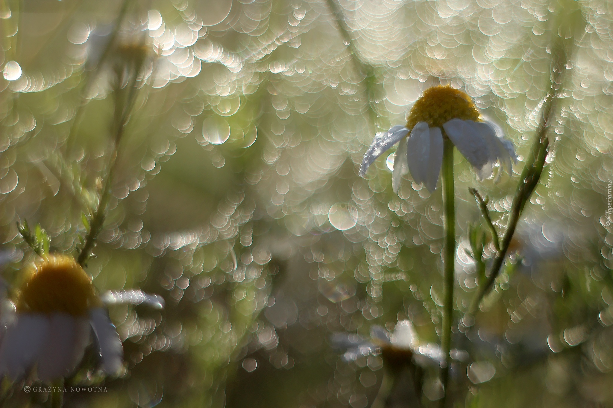 Rumianek, Bokeh