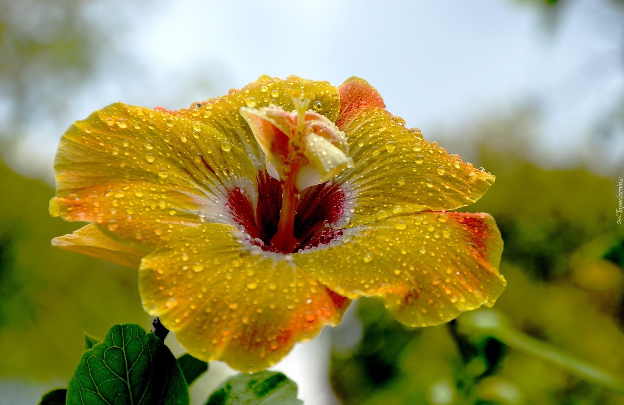 Żółty, Hibiskus