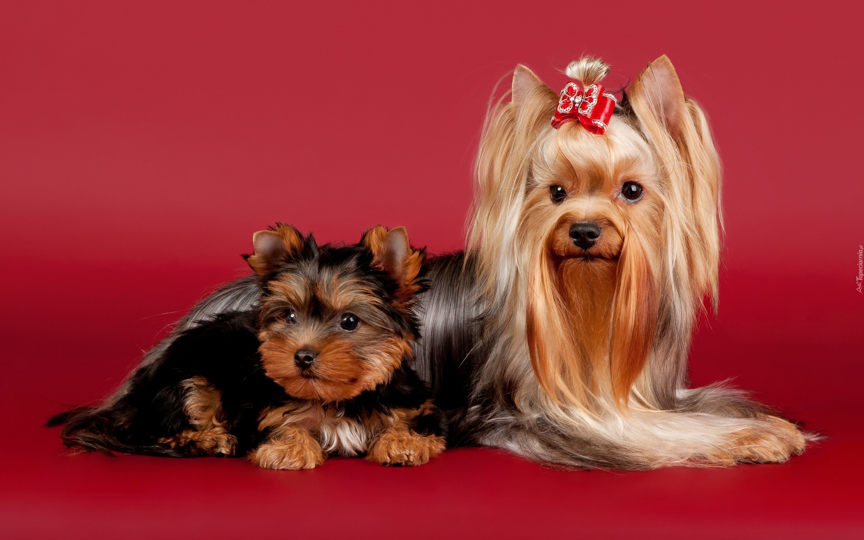 Mama, Szczeniak, Yorkshire terrier