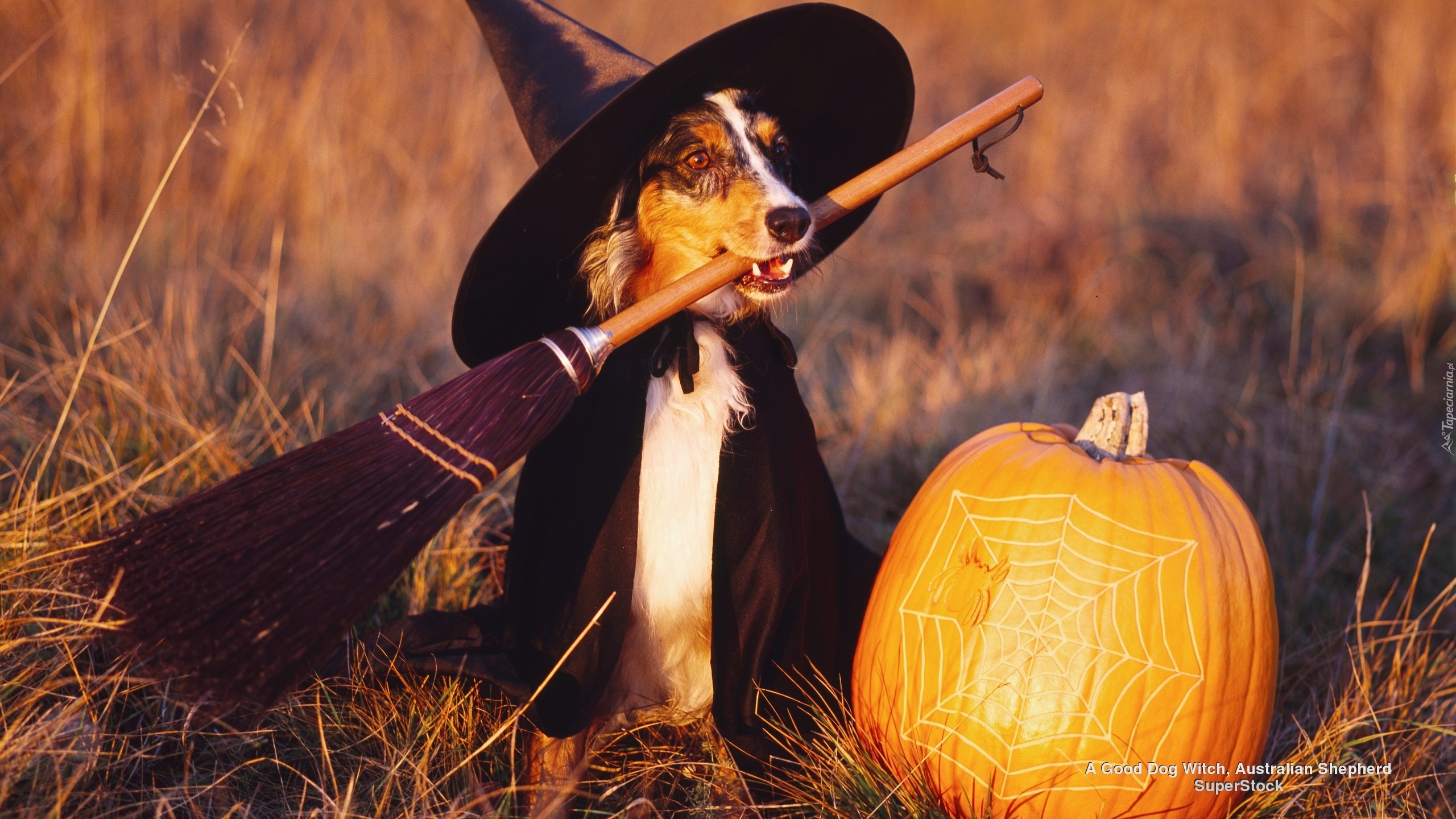 Czarownica, Halloween,  Owczarek australijski-australian shepherd