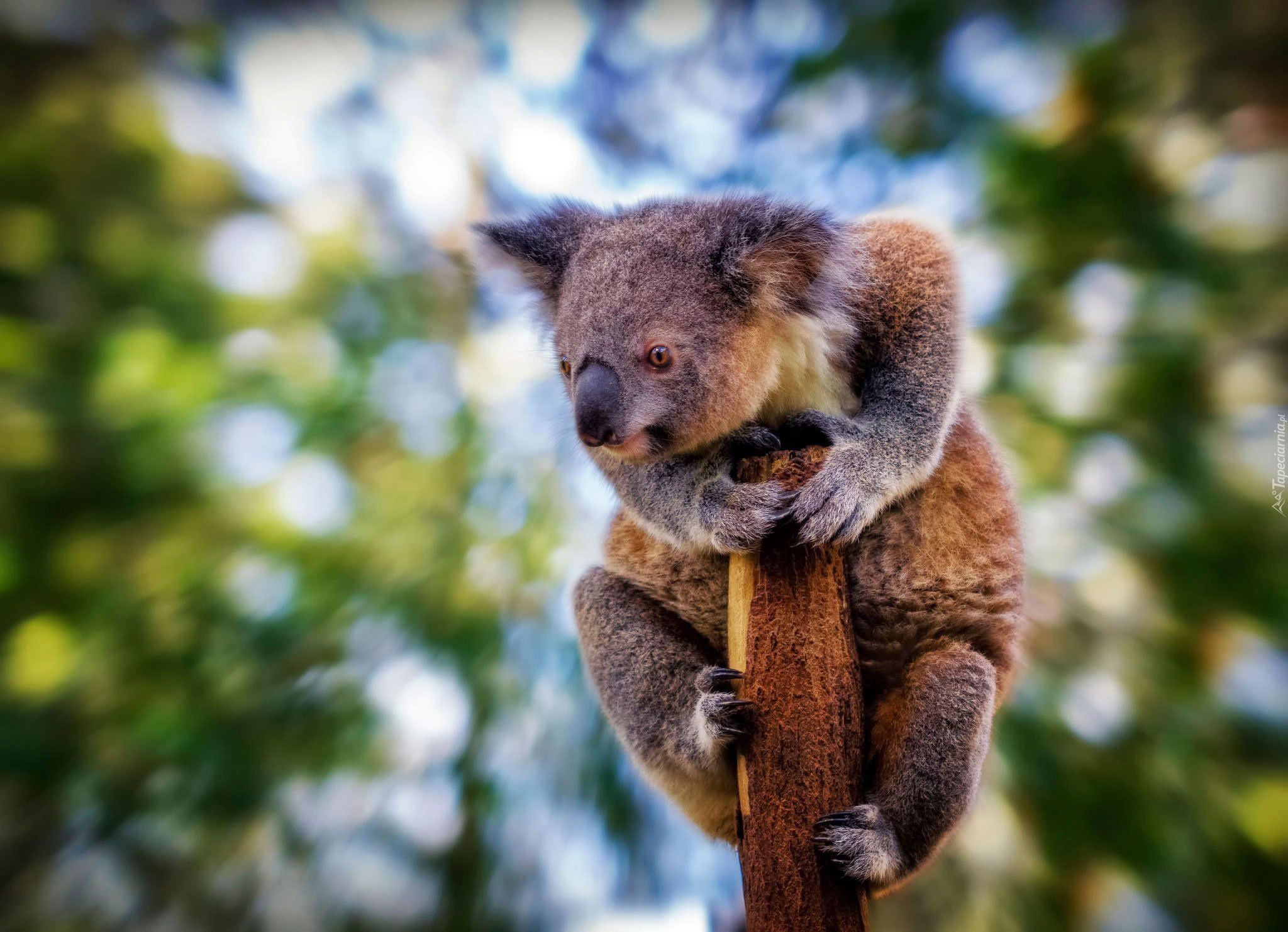 Koala, Drzewo