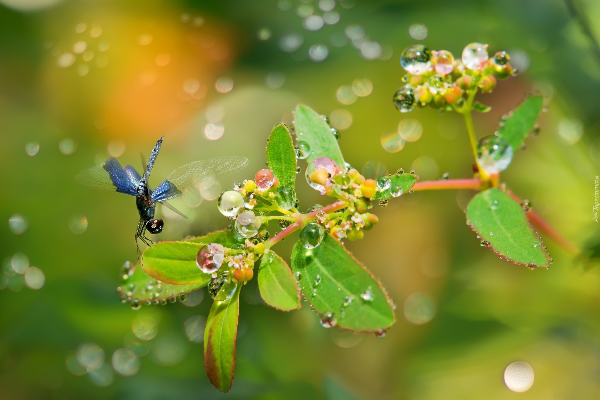 Ważka, Roślina, Bokeh