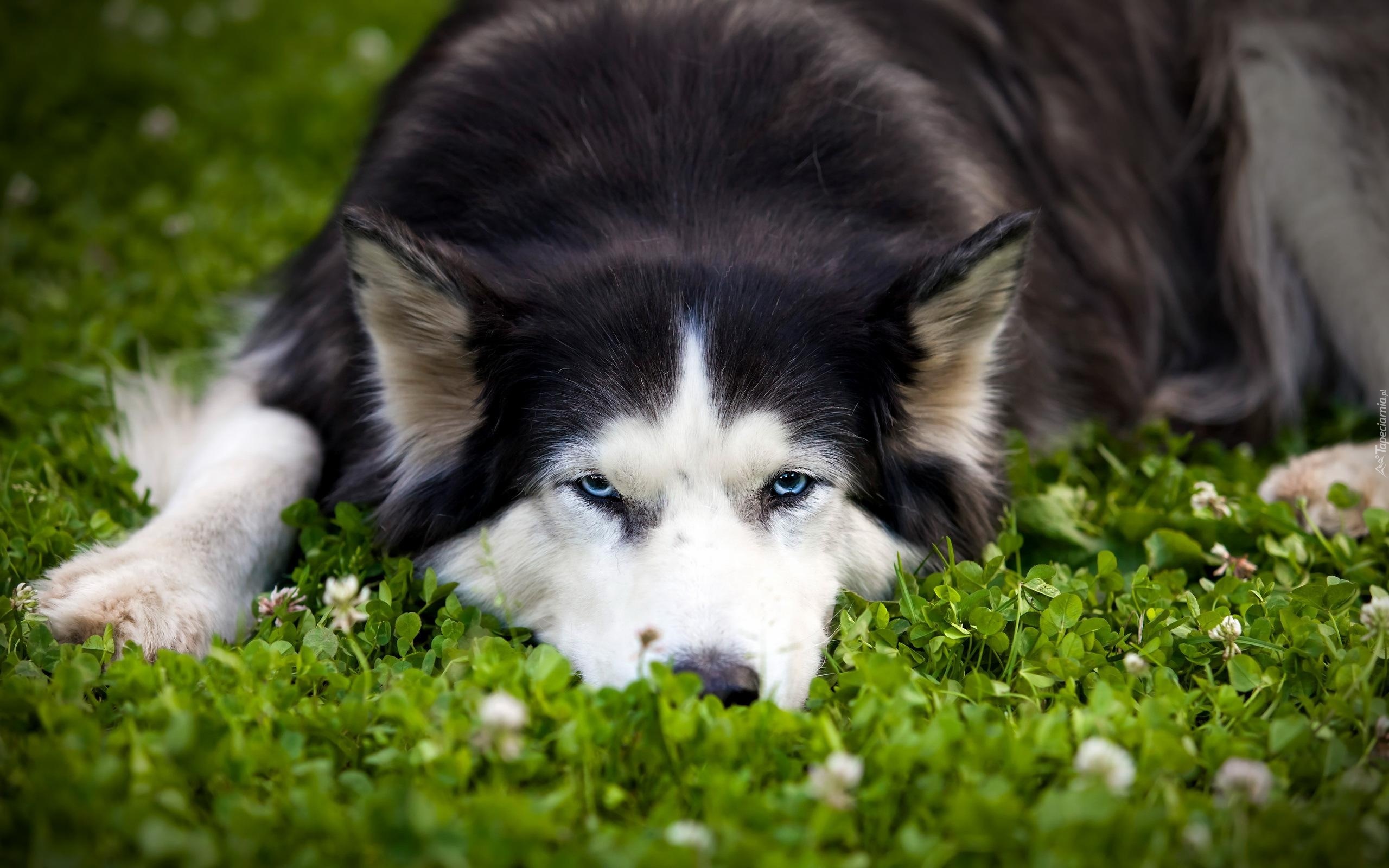 Siberian Husky, Roślinność