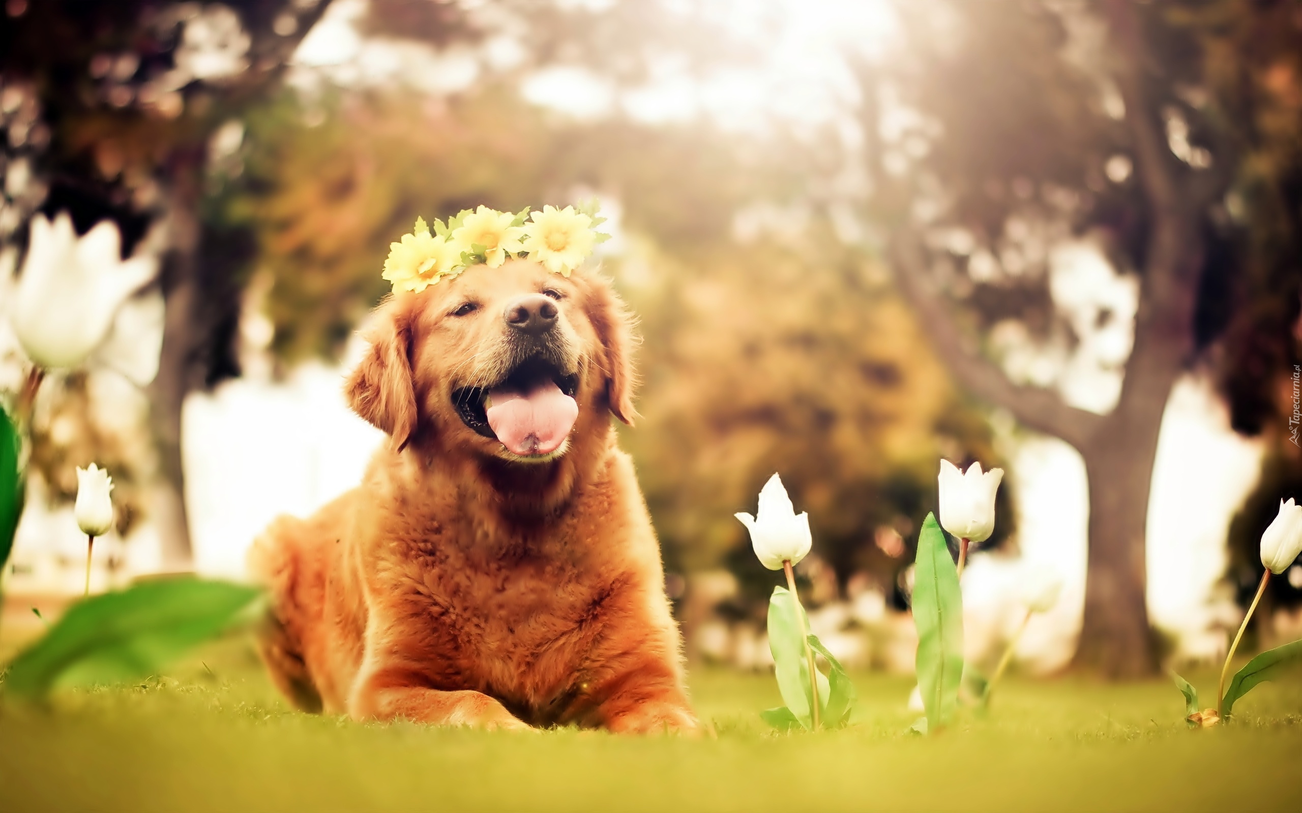 Pies, Golden Retriever, Kwiaty, Białe, Tulipany, Drzewa, Wianek