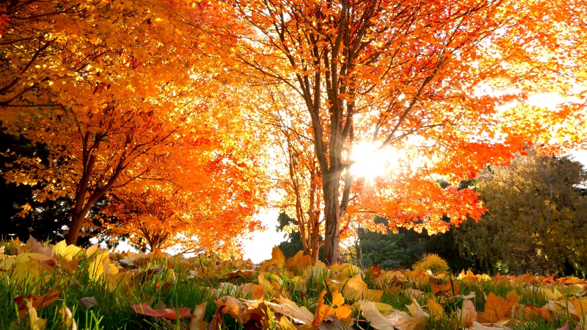 Jesień, Drzewo, Liście, Przebijające światło