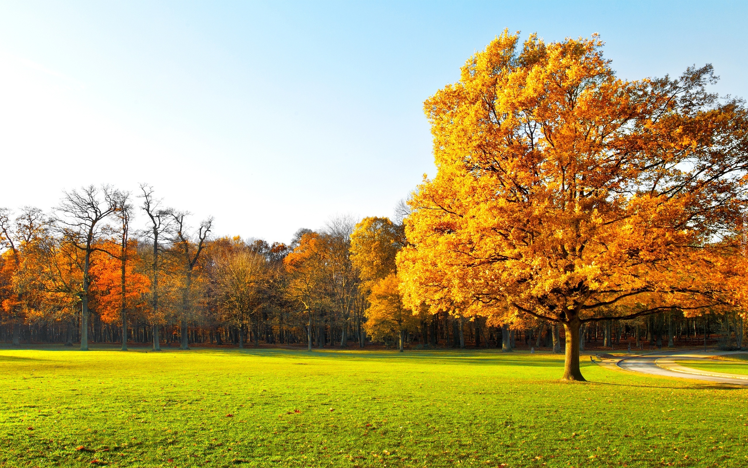 Park, Drzewa, Łąka