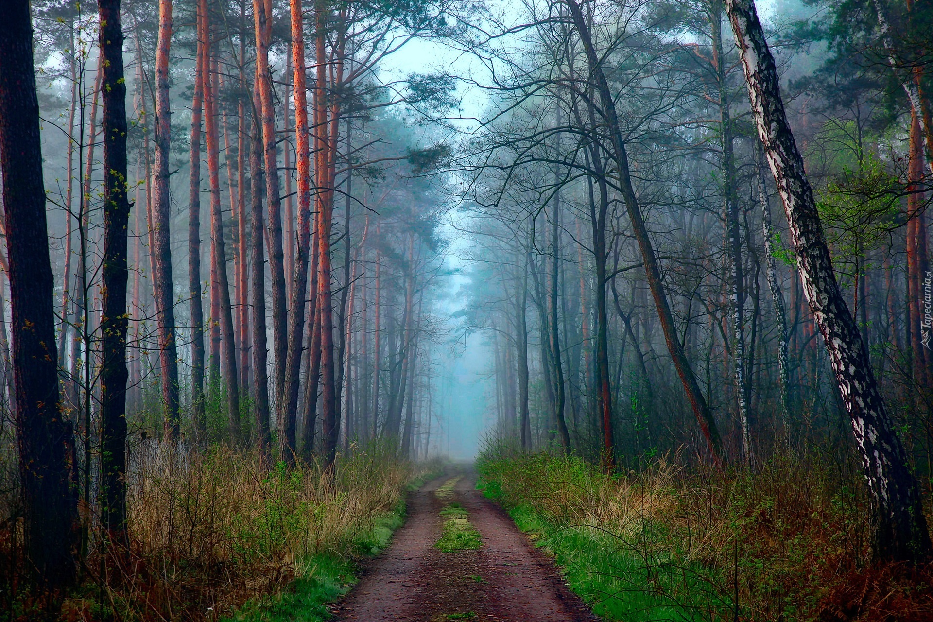 Las, Droga, Poranek, Mgła