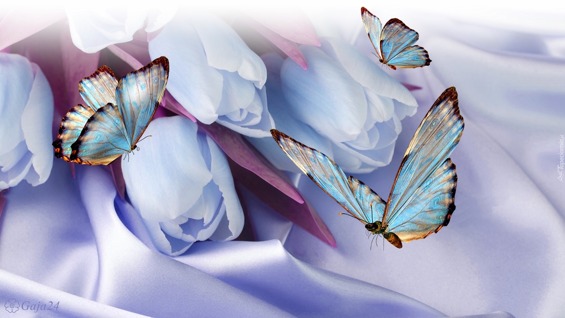 Tulipany, Niebieskie motyle, 3D, Wektorowa