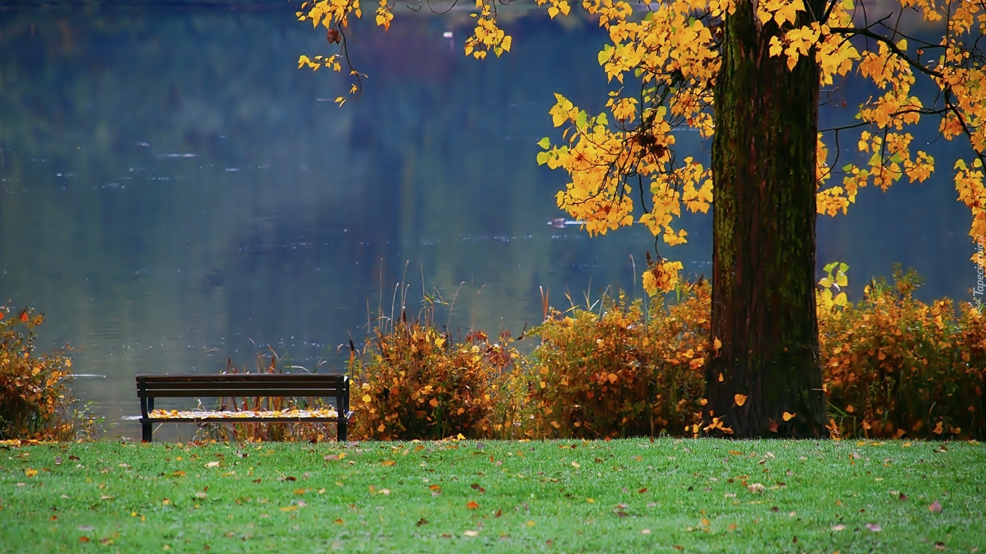 Jesień, Jezioro, Ławka, Park