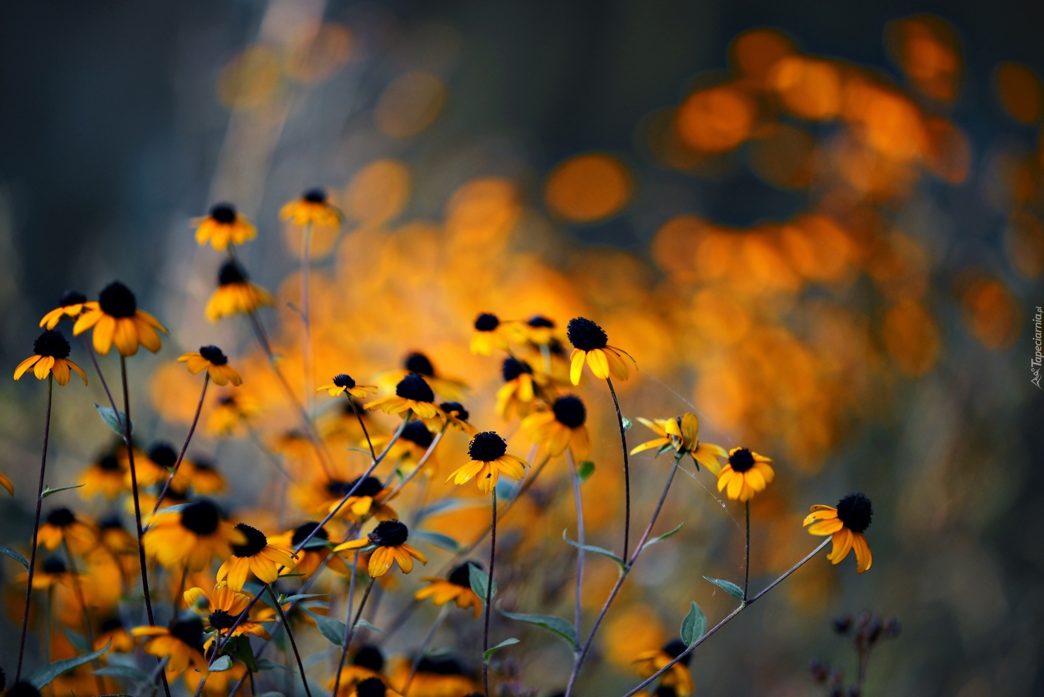 Żółte, Kwiaty, Rudbekia, Blask