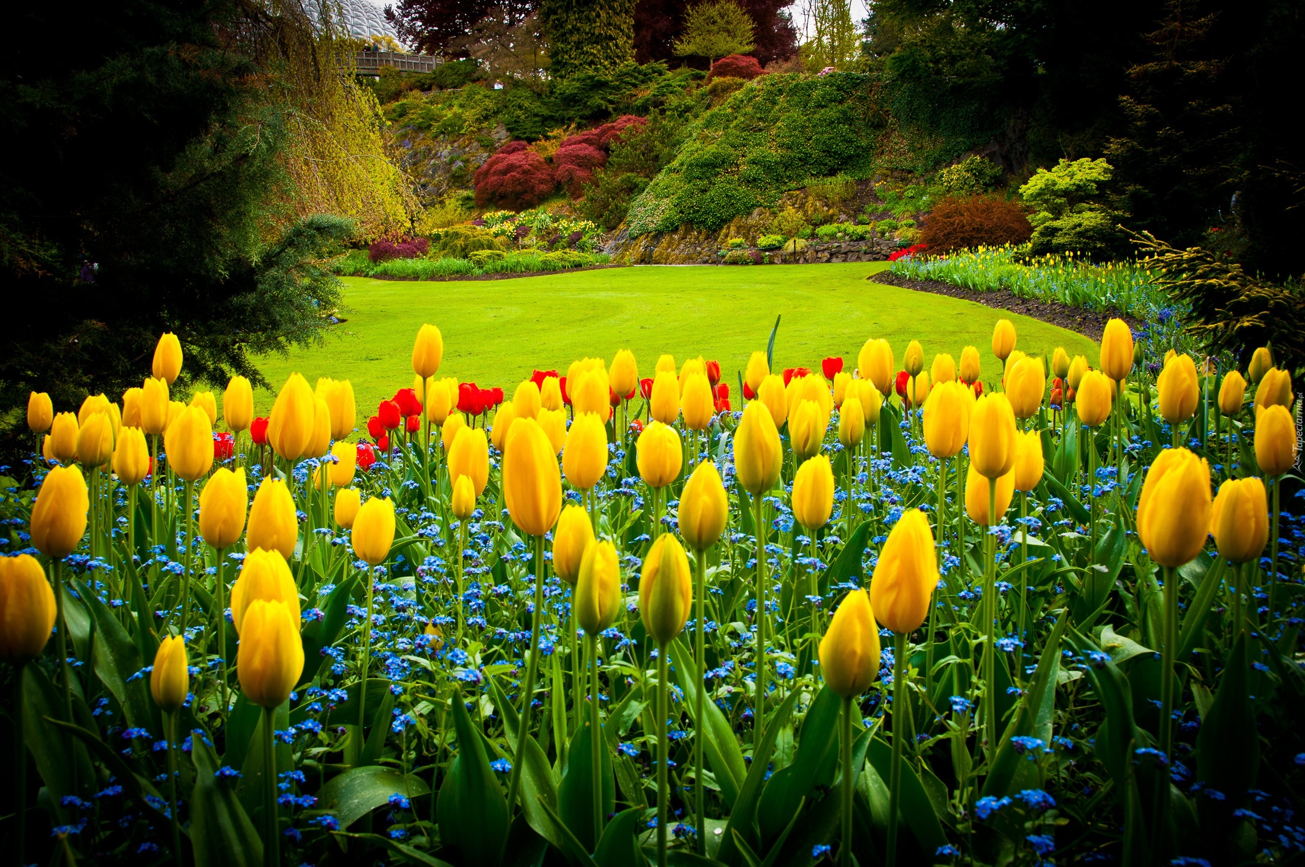 Tulipany, Park Queen Elizabeth, Vancouver, Kanada