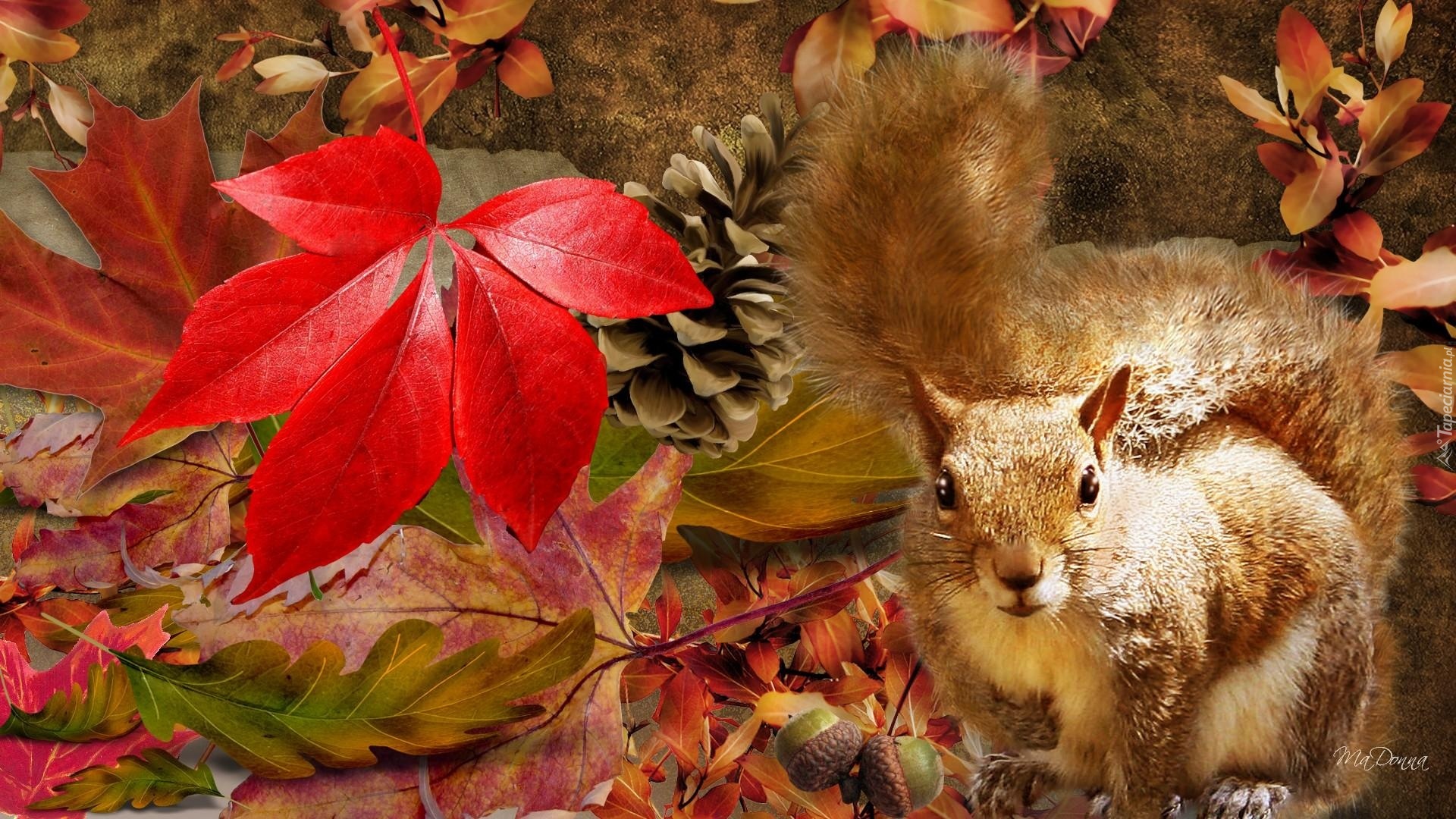 природа животные еж листья осень nature animals leaves autumn загрузить