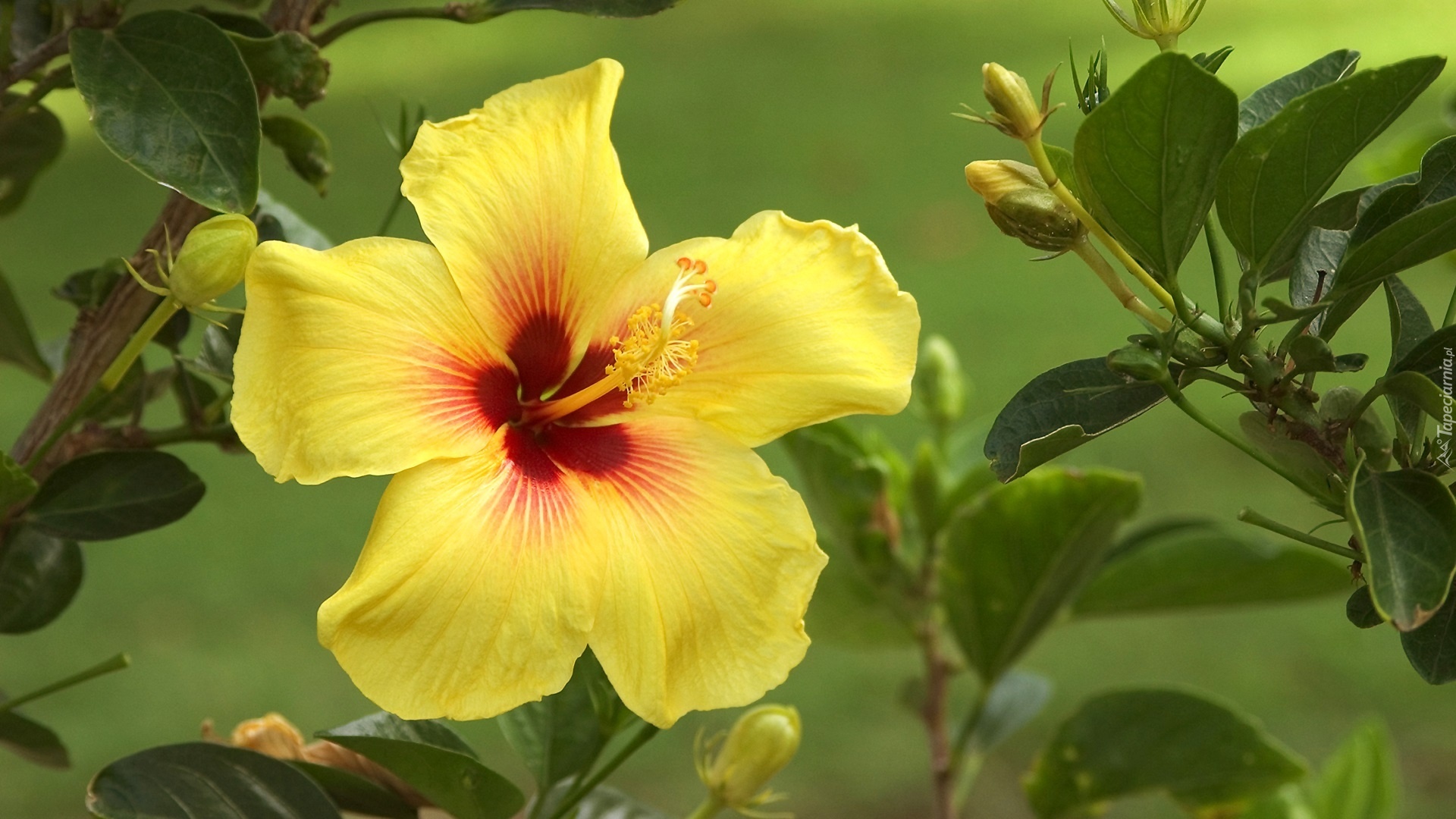 Żółty, Hibiskus, Pąki, Liście