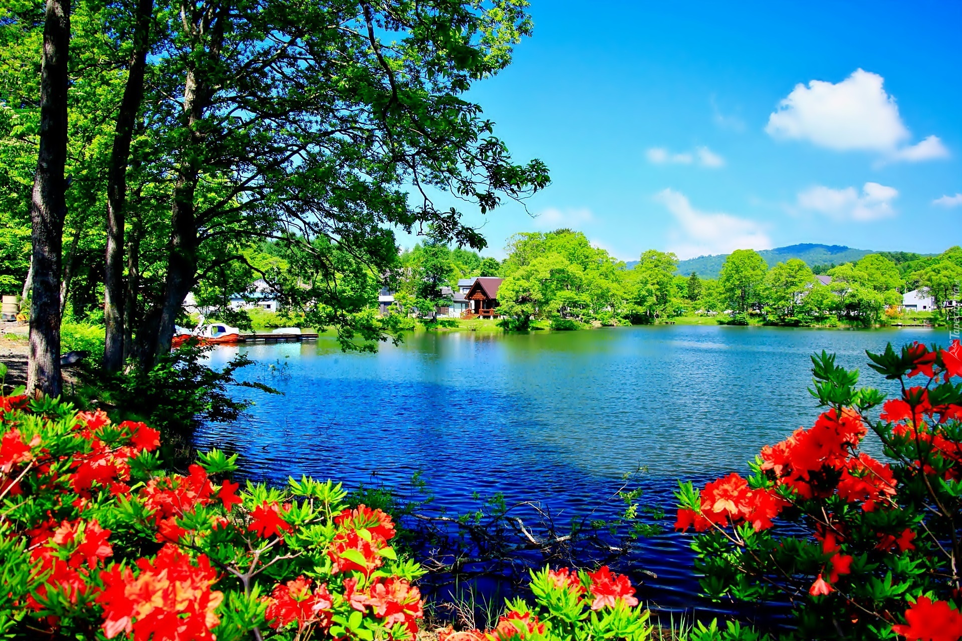 Jezioro, Kwitnące, Rododendrony