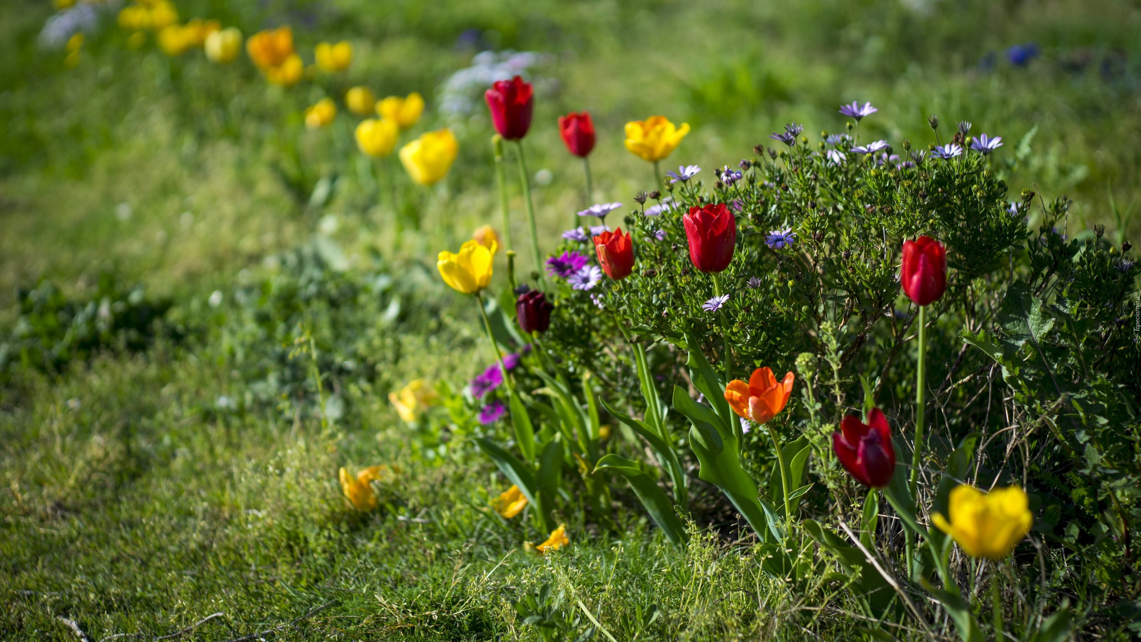 Ogródek, Tulipany