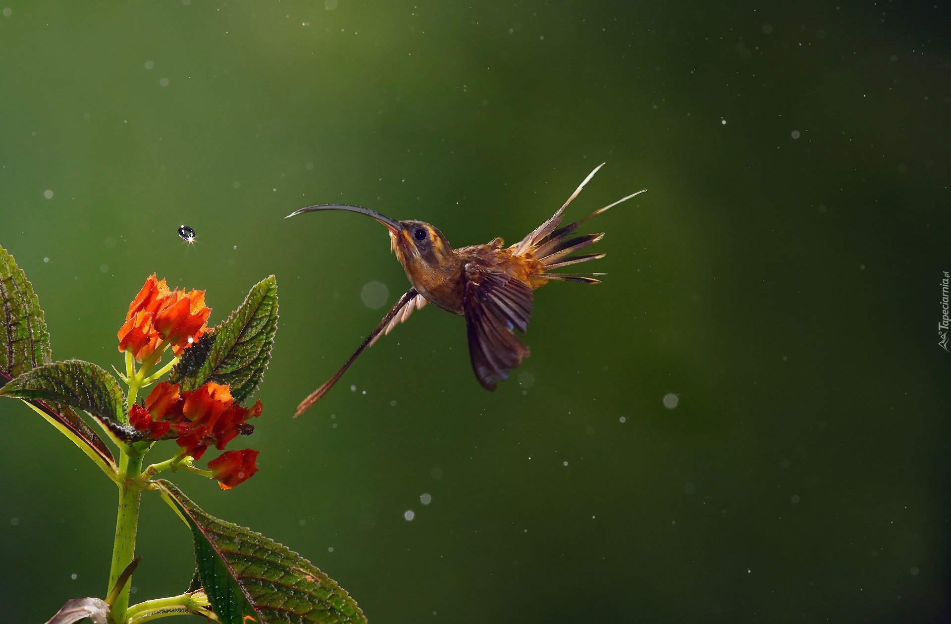Koliber, Kropla, Wody, Kwiat