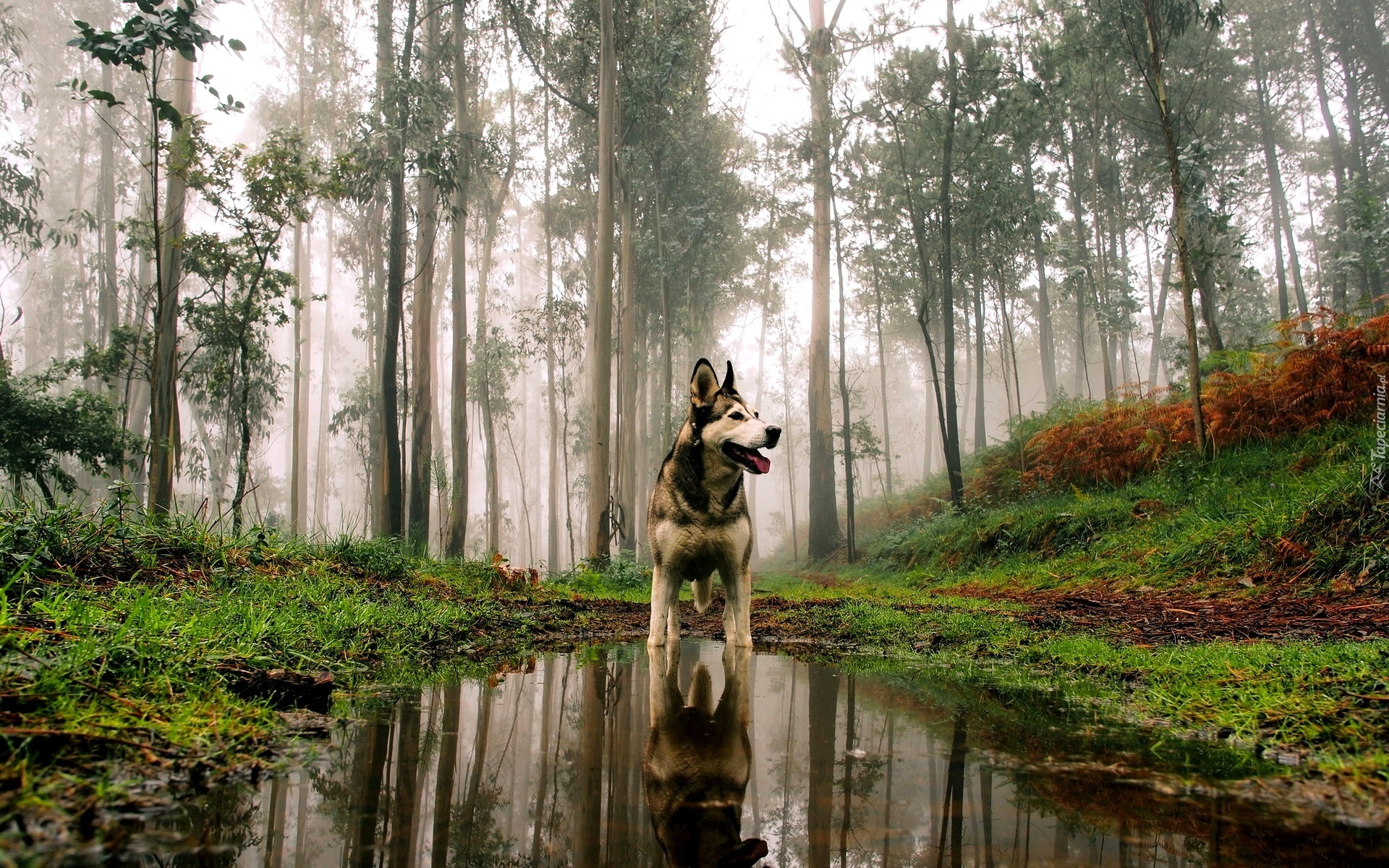 Pies, Alaskan Malamute, Las, Jesień, Kałuża