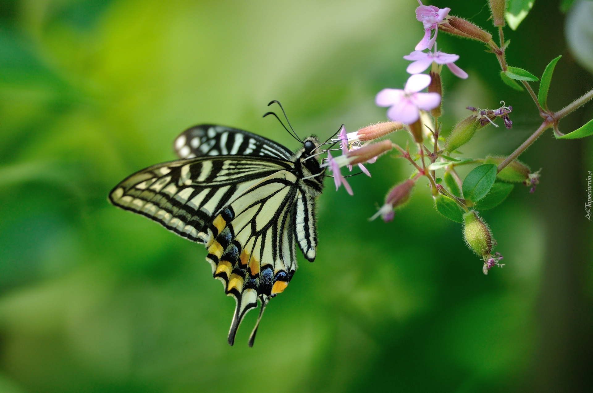 motyl-motylek-kwiat