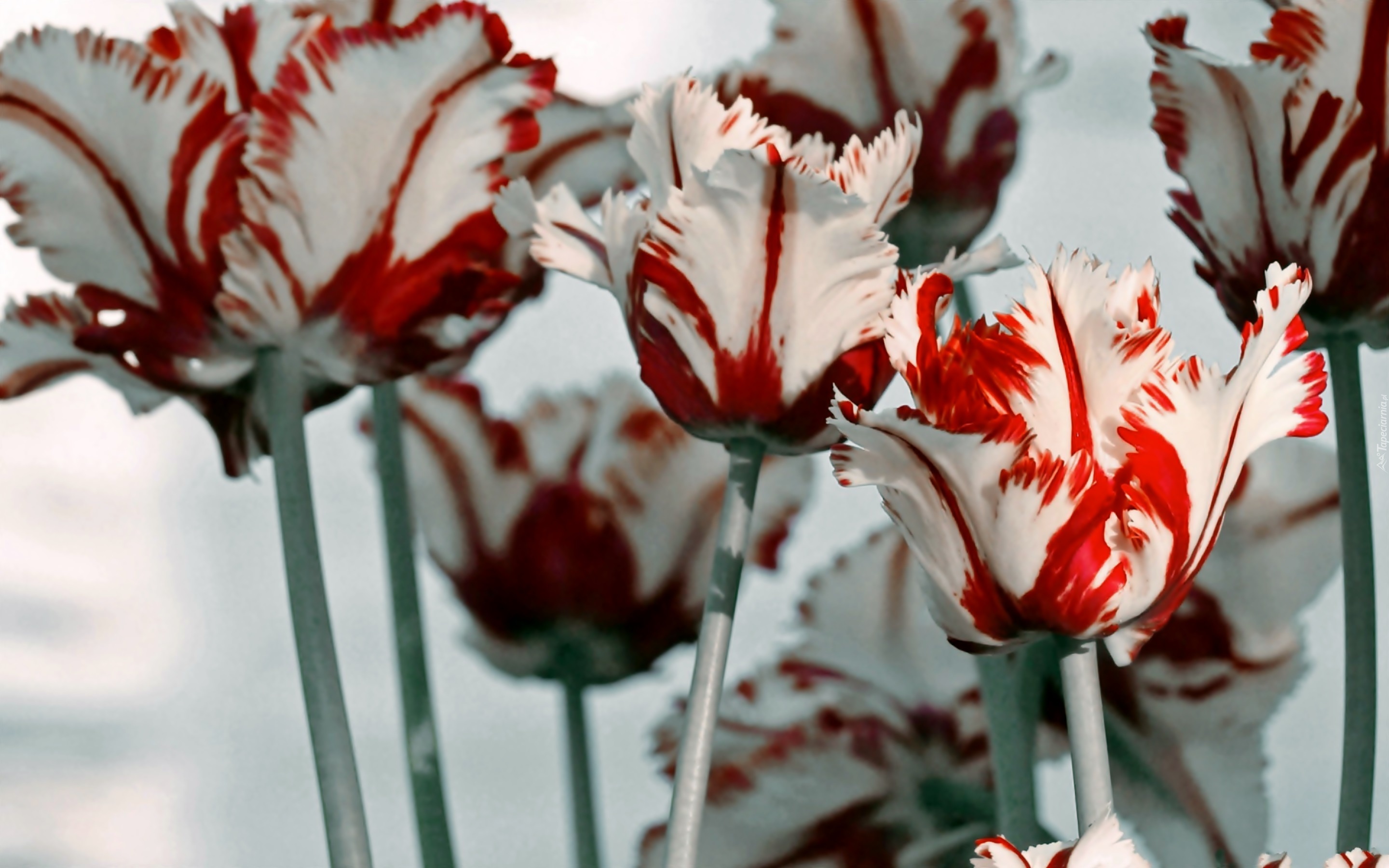 Red and white. Ред Вайт тюльпан. Красный цветок. Красно белые цветы. Красно белые тюльпаны.