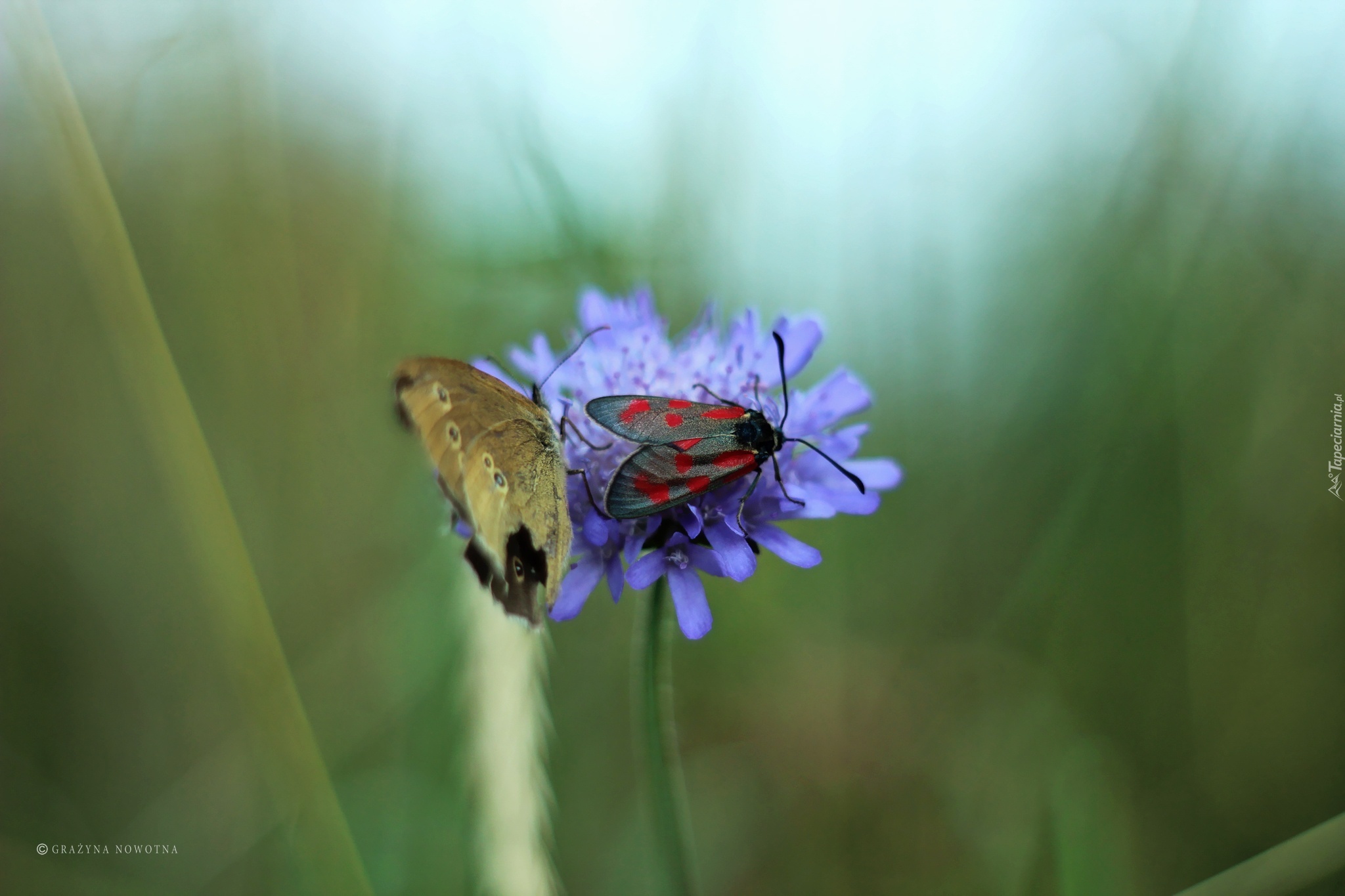 Kwiat, Motyl, Owad, Skrzydła