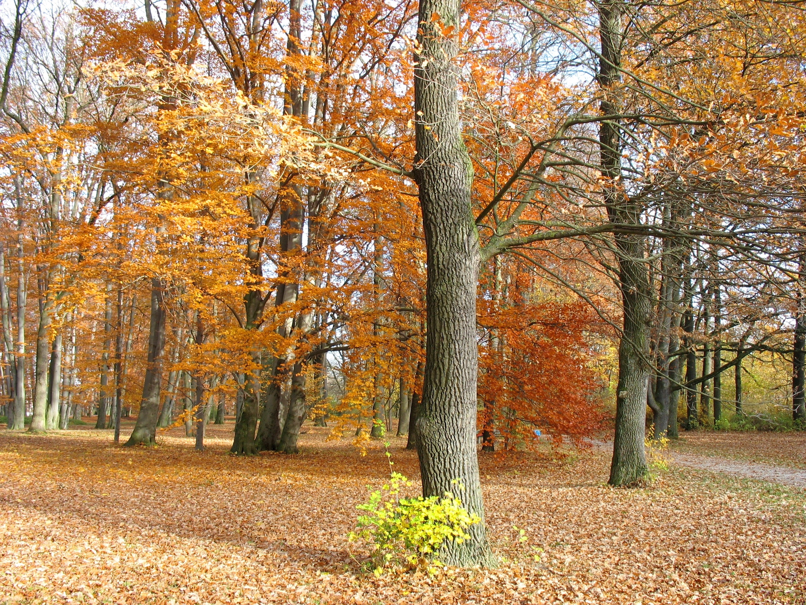 Jesień, Liście