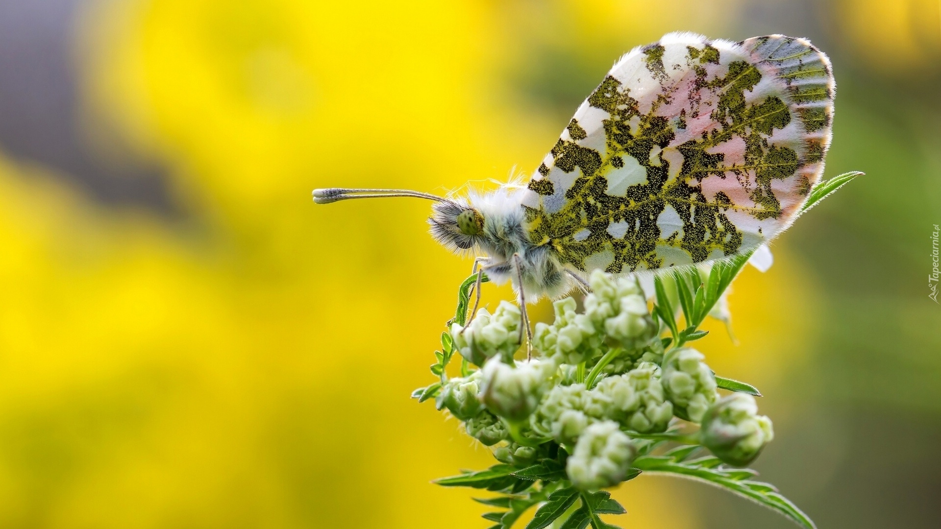 Motyl, Zorka