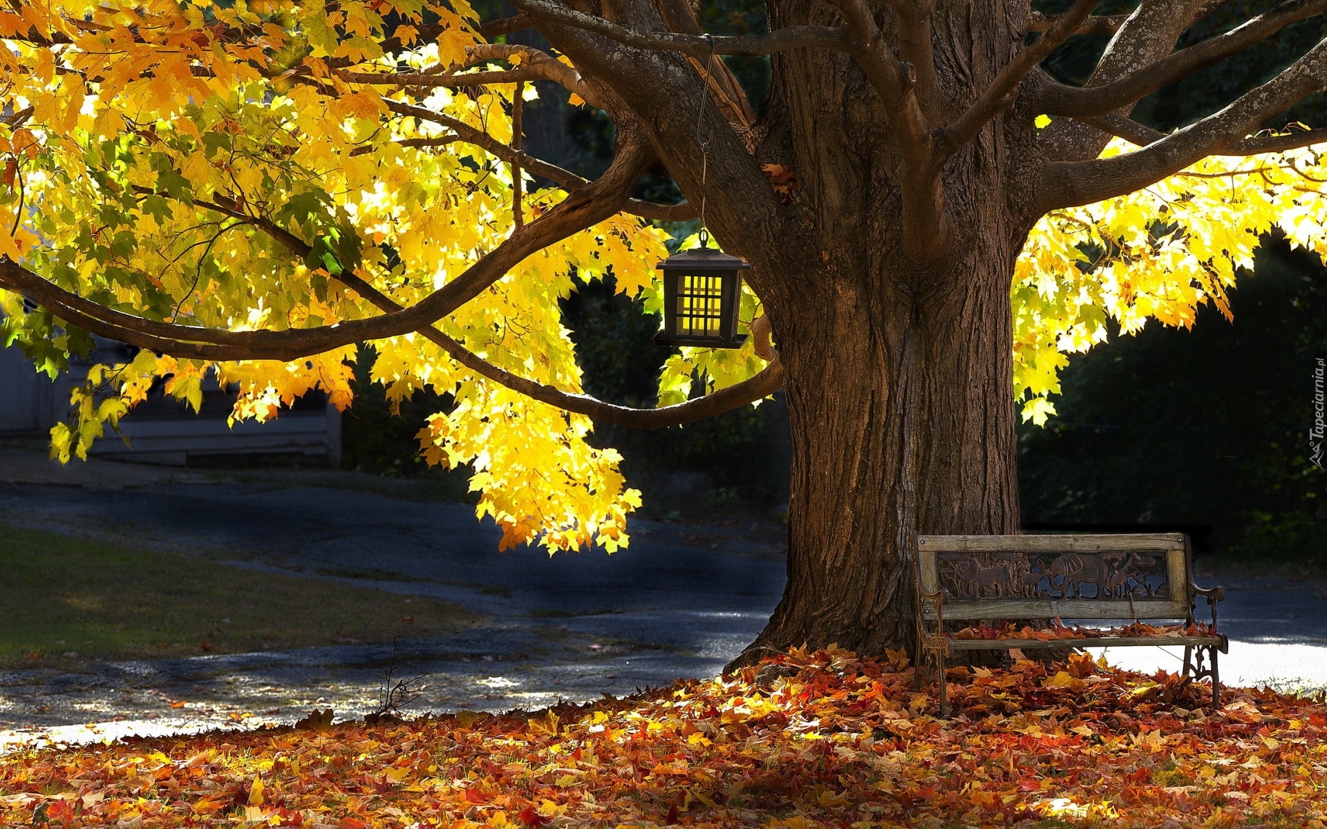 Drzewo, Ławka, Jesień