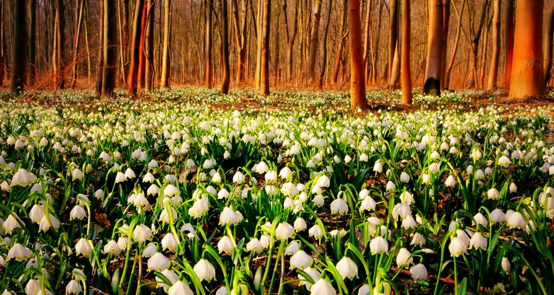 Śnieżyca, Wiosenna, Las, Drzewa